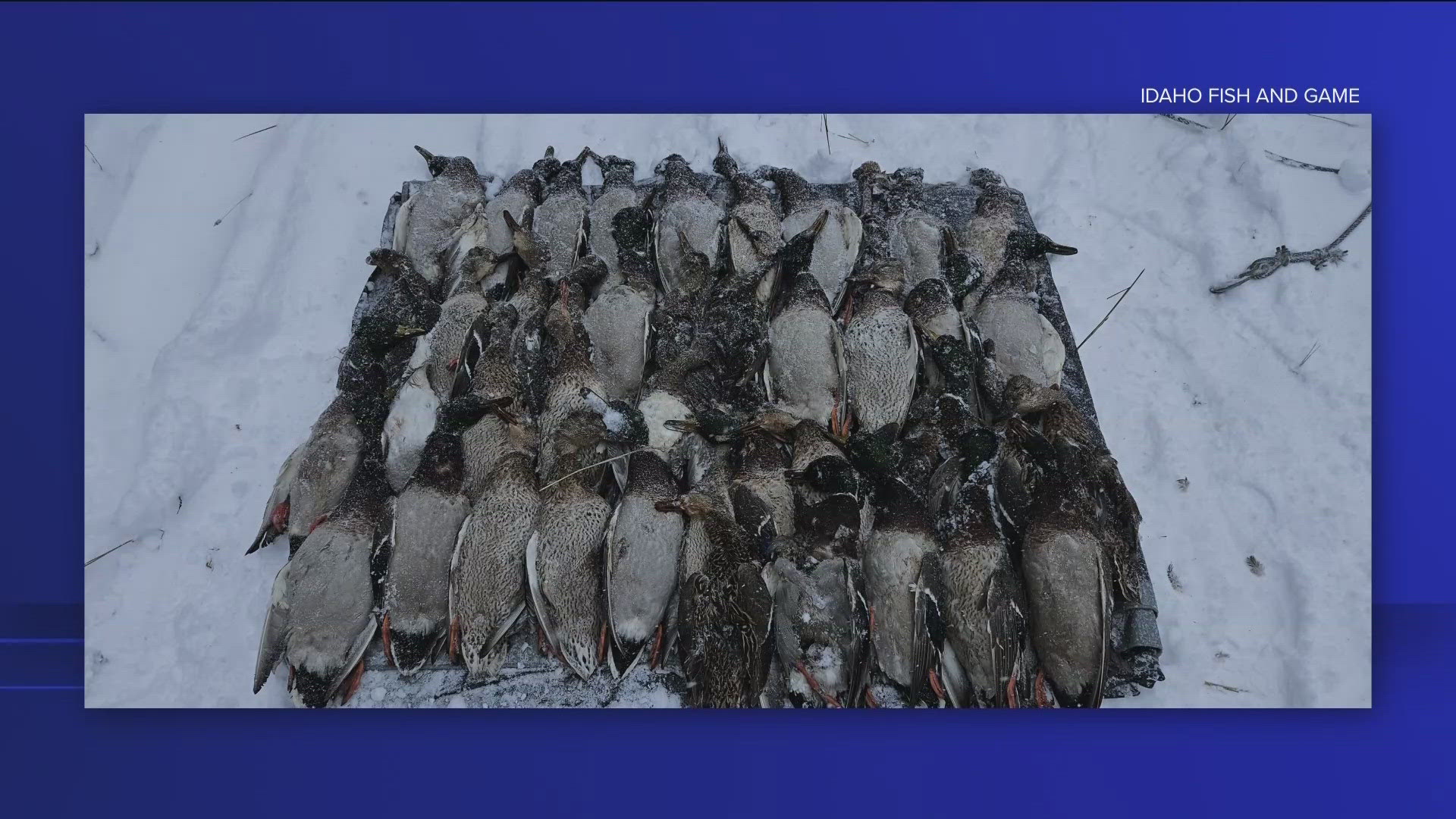 Idaho Department of Fish and Game is asking for the public's help in finding who's responsible for killing and dumping 43 ducks on Pine Creek Pass.