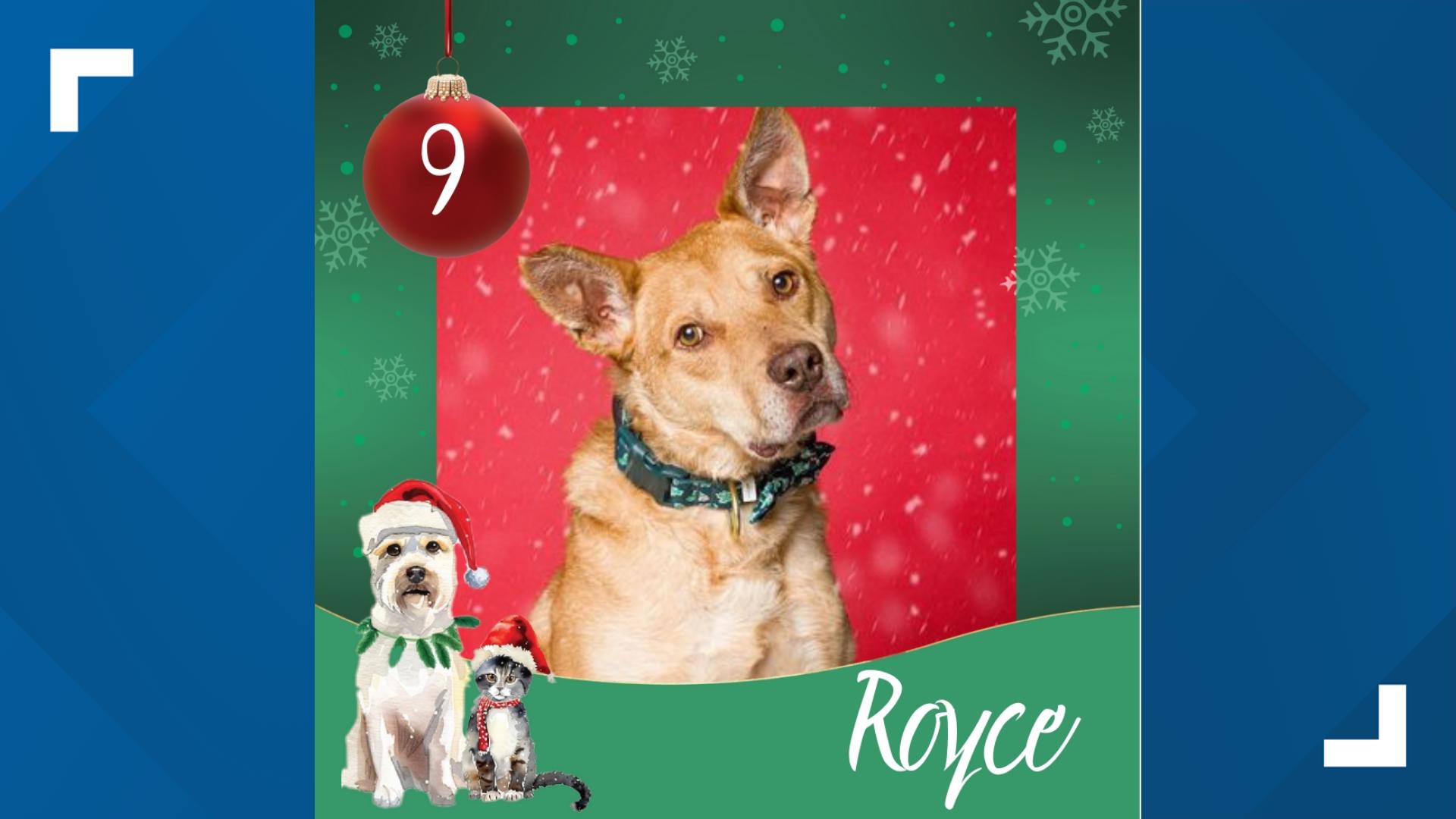 Royce is a 4 year old mutt, who's quiet, calm demeanor will make a great companion for any family! Just no cats.