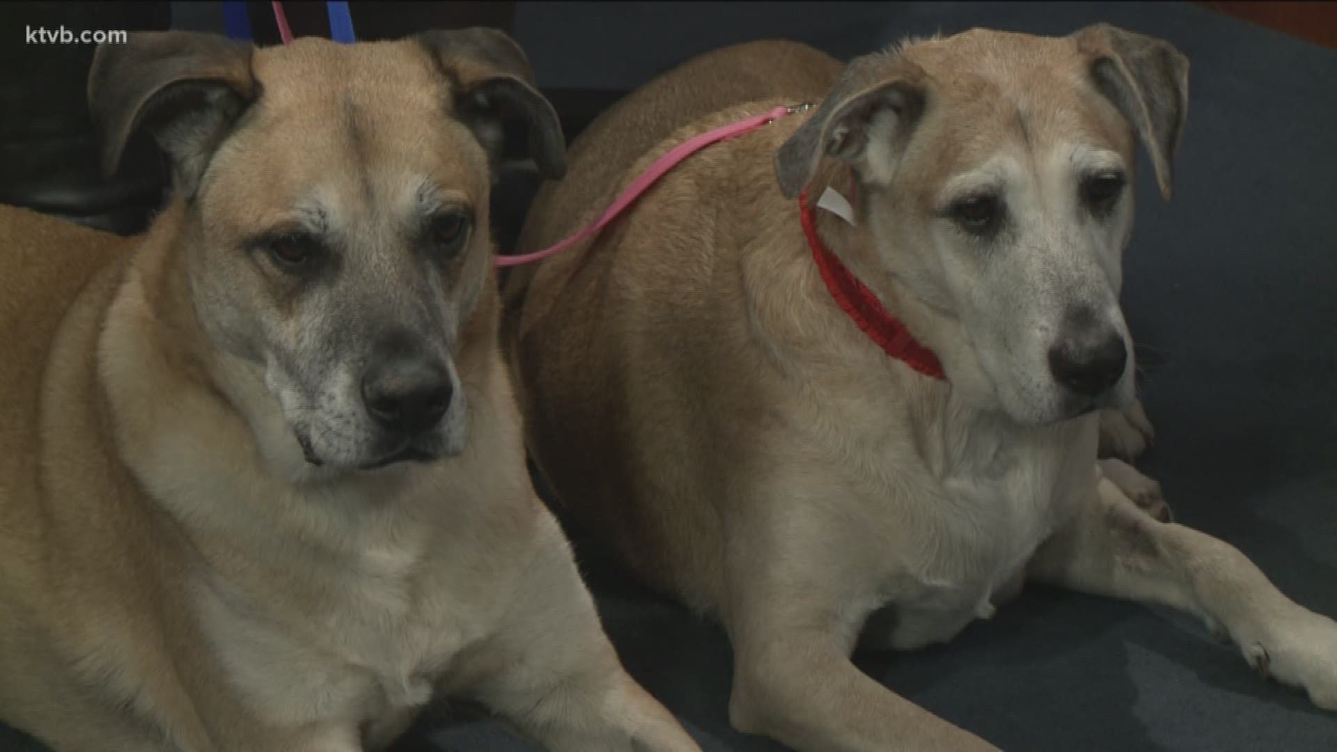 These 9-year-old lab mixes must be adopted together and go to a home with no cats.