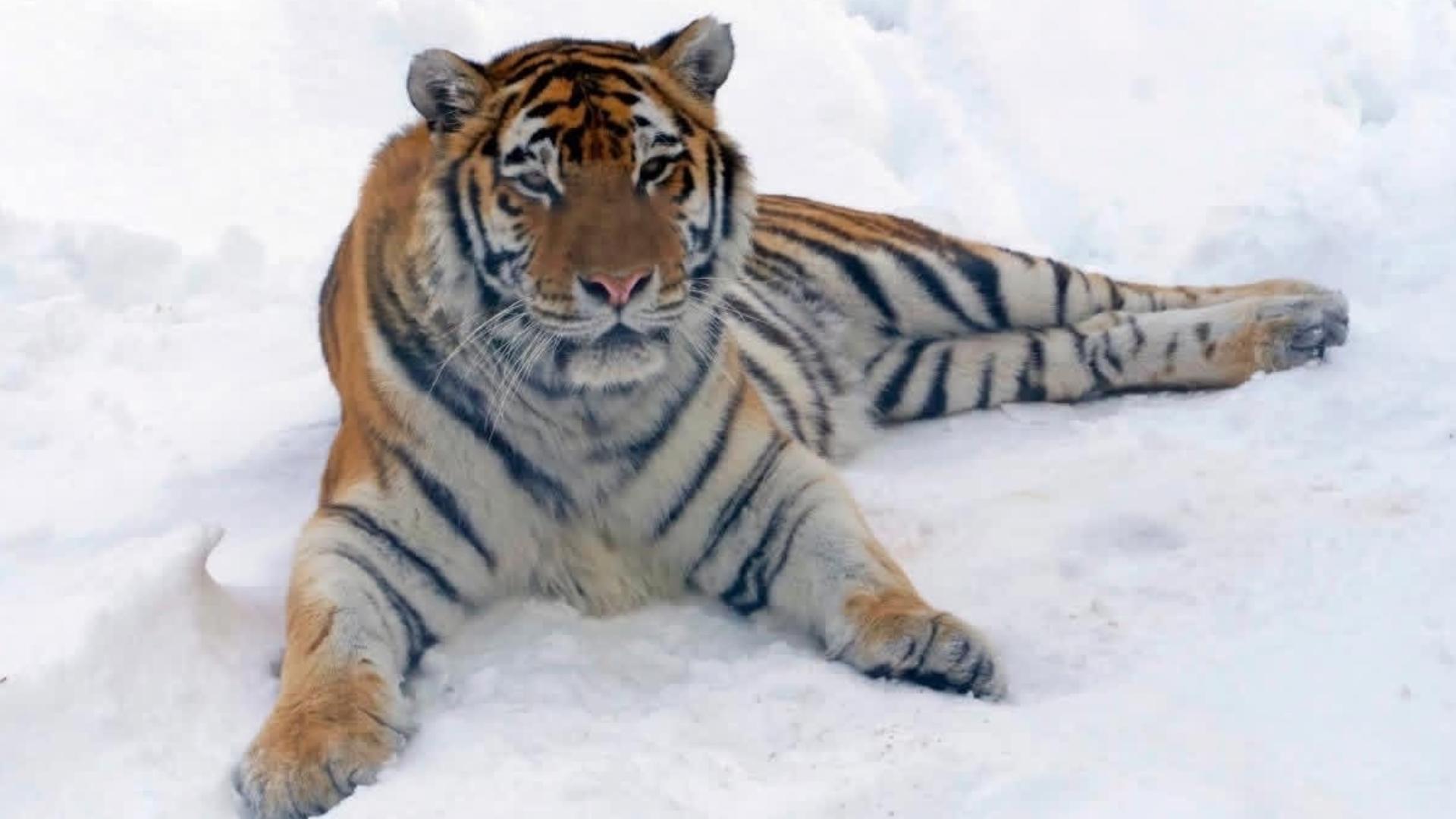 Boise Zoo offers $3 admission every Thursday from November through February 2026.