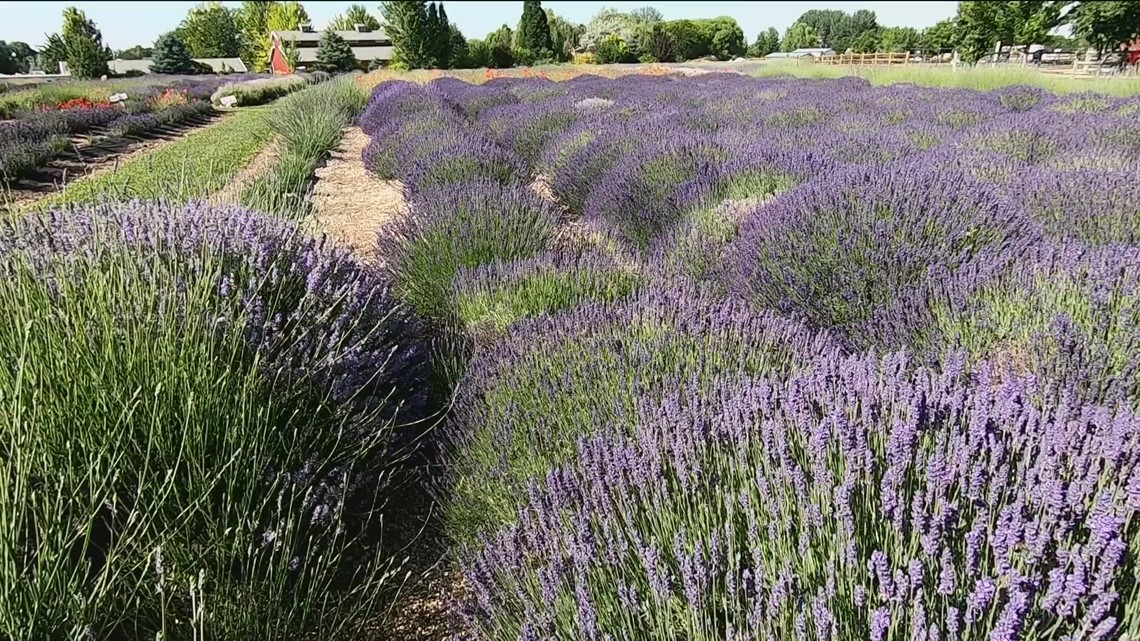 Lavender festival in Eagle, Idaho kicks off this weekend