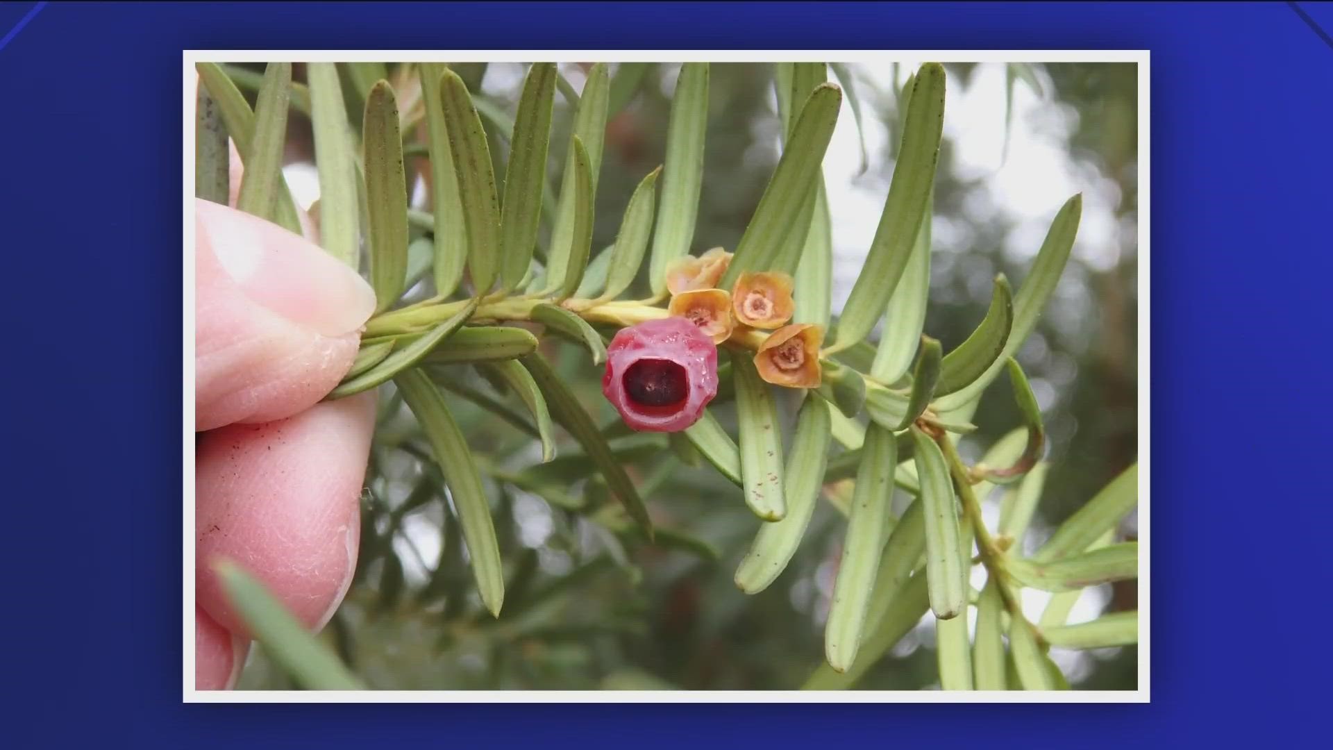 Yew, which is popular as ornamental landscaping, was banned by Blaine County with other noxious plants in 2016. The elk were found dead in the Warm Springs area.