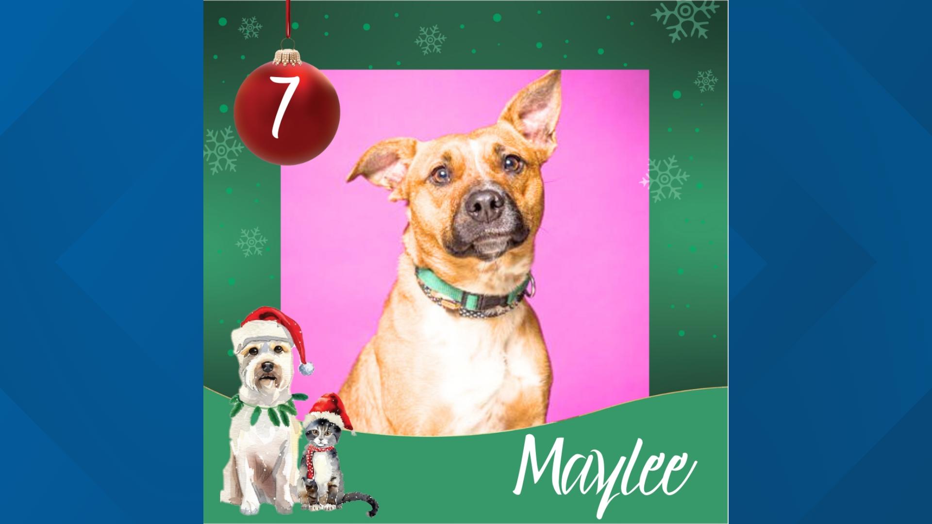 Maylee is a playful, friendly dog who likes to play and knows several commands and is up for adoption. Maylee got intimidated by the cameras in-studio.