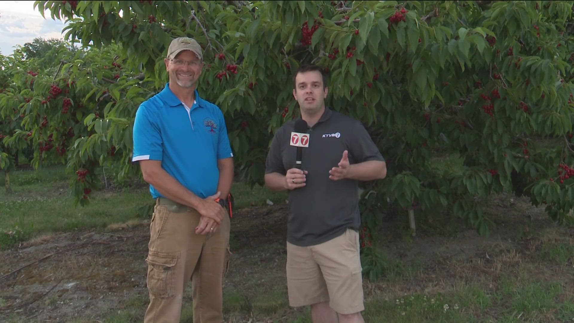 KTVB's own Tyson White visits with Lance Phillips of the Gem Orchards to chat about the upcoming Cherry Festival.