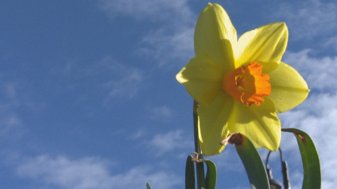 Boise field of daffodils created to honor Holocaust victims
