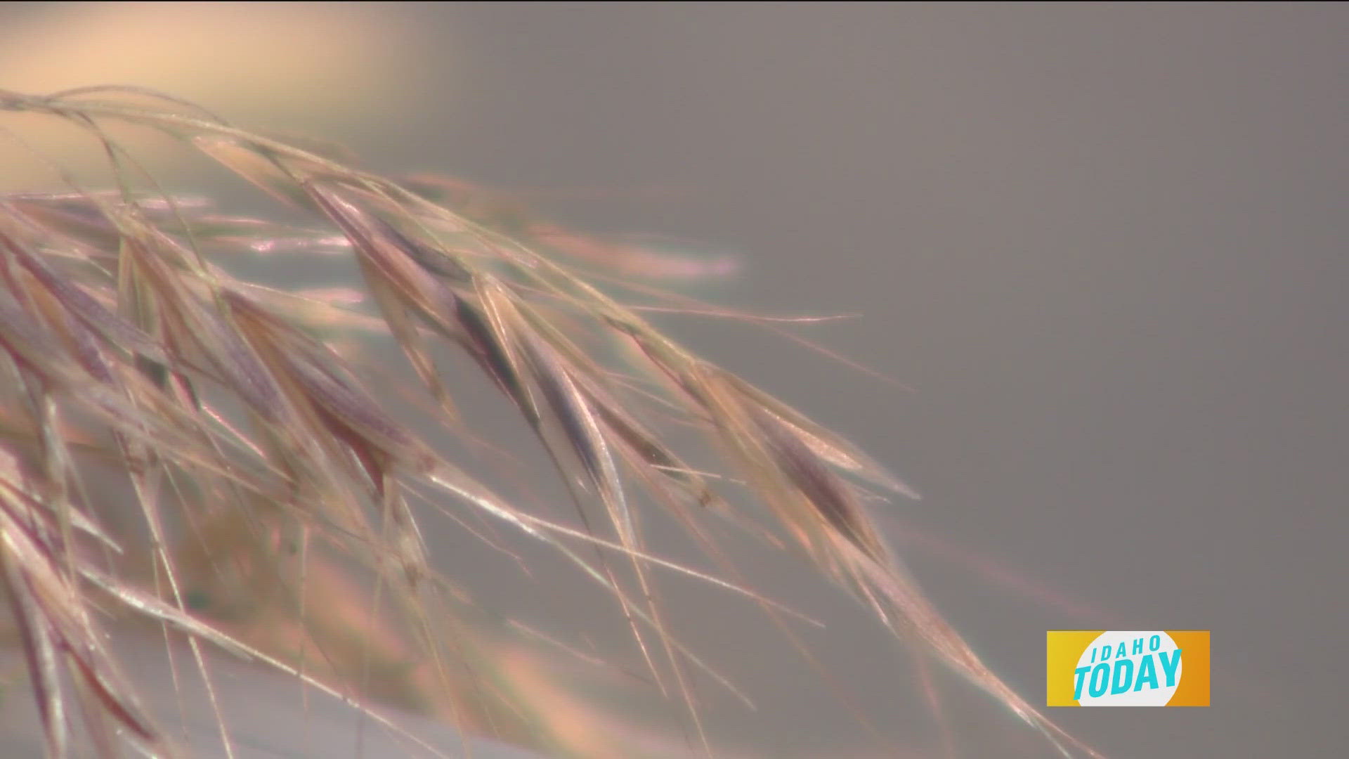 Cheat grass and your dog's paws