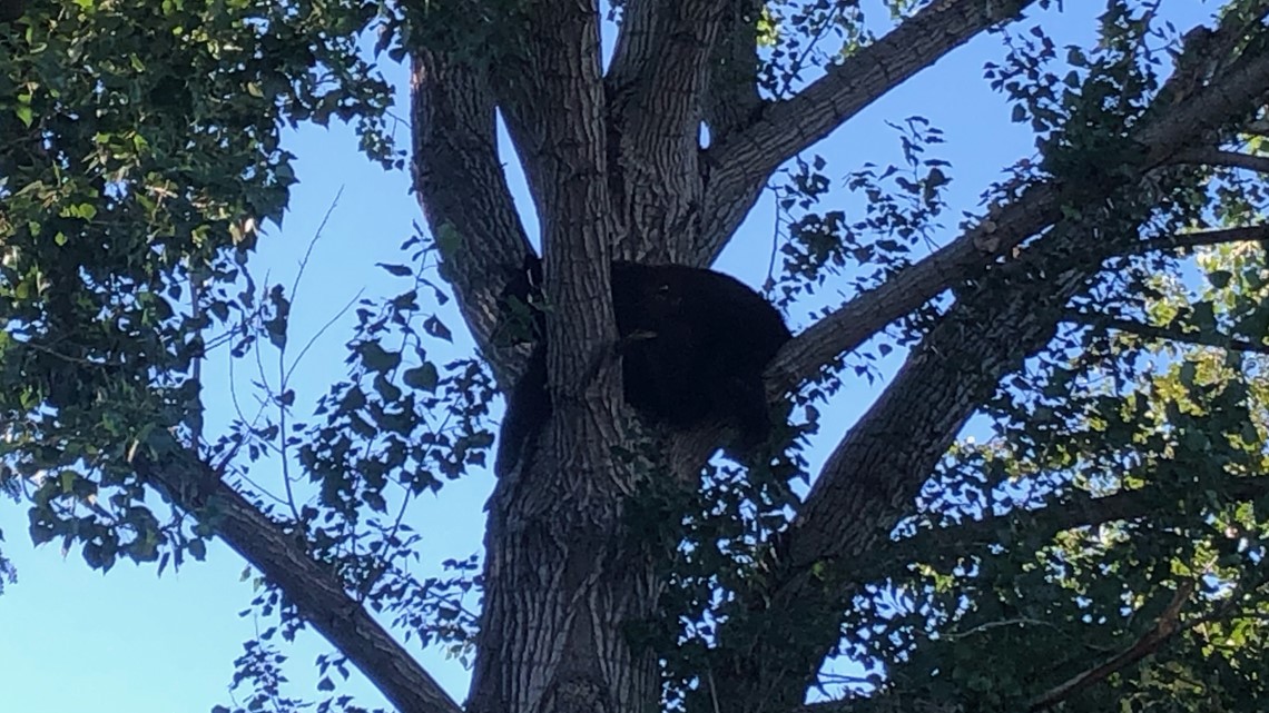 Wildlife officials warn about bear encounters this fall - Vimarsana News