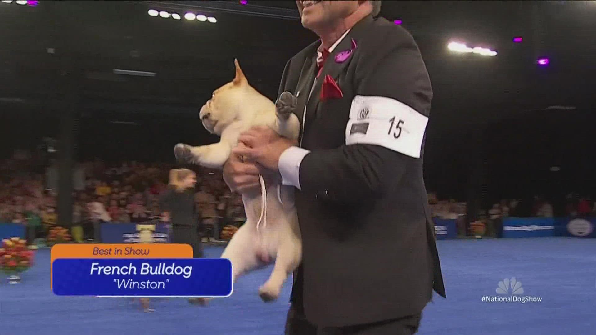 Winston won best in show