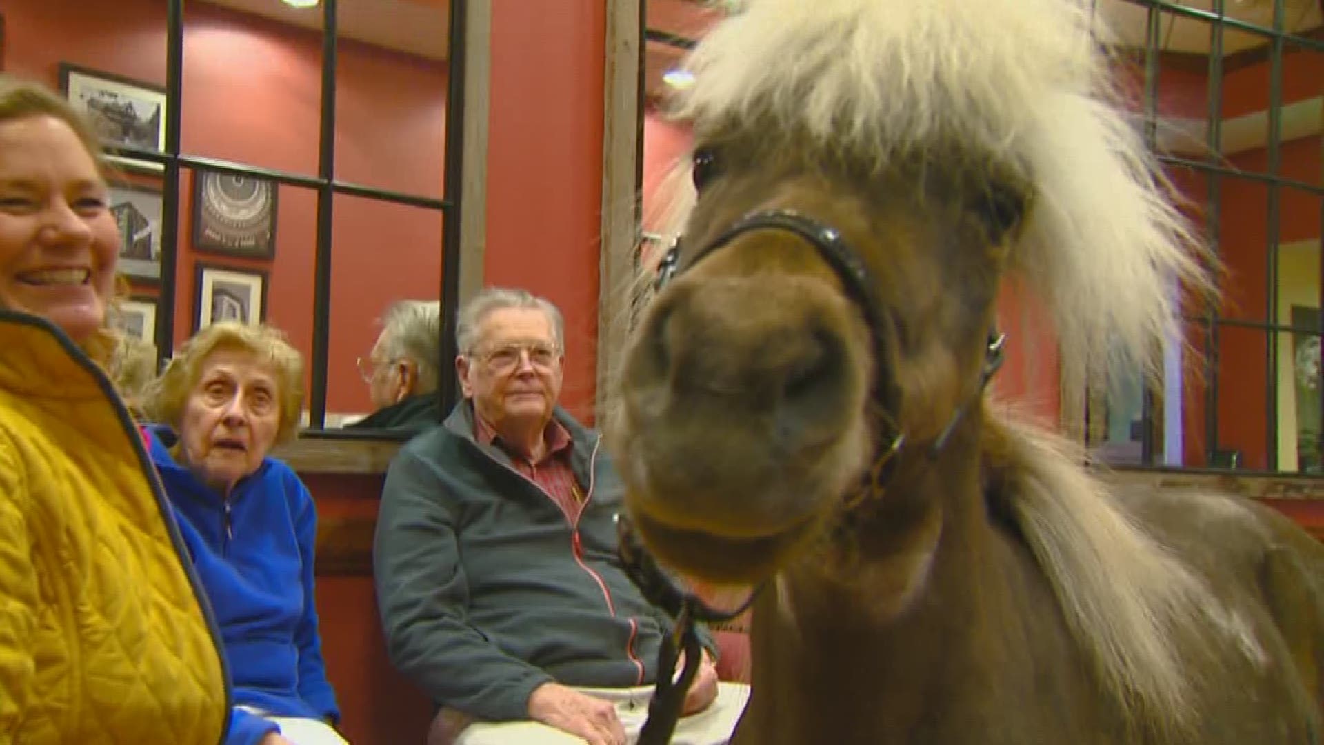 A miniature therapy horse, Buster Brown, is a favorite at a Boise senior living community.