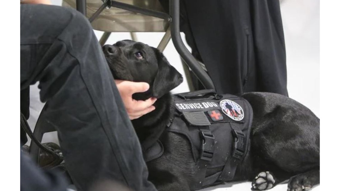 Are Service Dogs Allowed In Museums