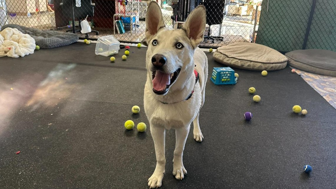 Meridian Canine Rescue ‘drowning’ in dog surrender inquires