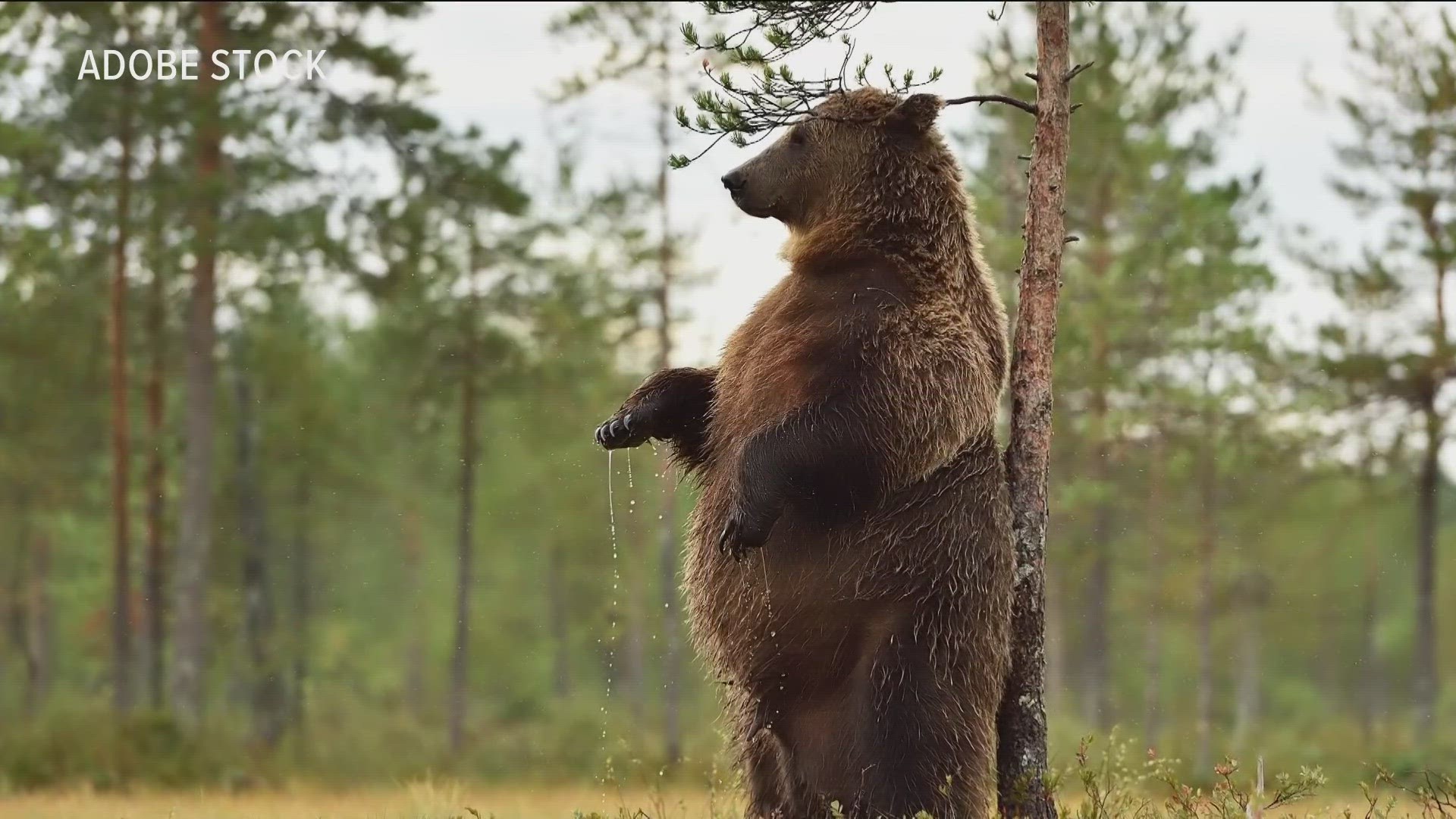 People can vote on the fattest bear and voting will continue until Oct. 10.