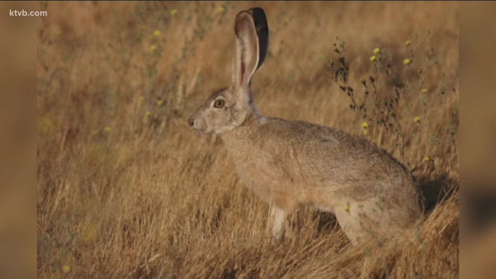 Idaho Fish and Game says two jackrabbits with a highly contagious and deadly disease were found near the Boise Airport.