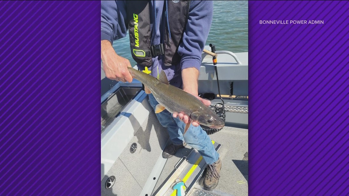 Pikeminnows, dams, salmon and river ecology