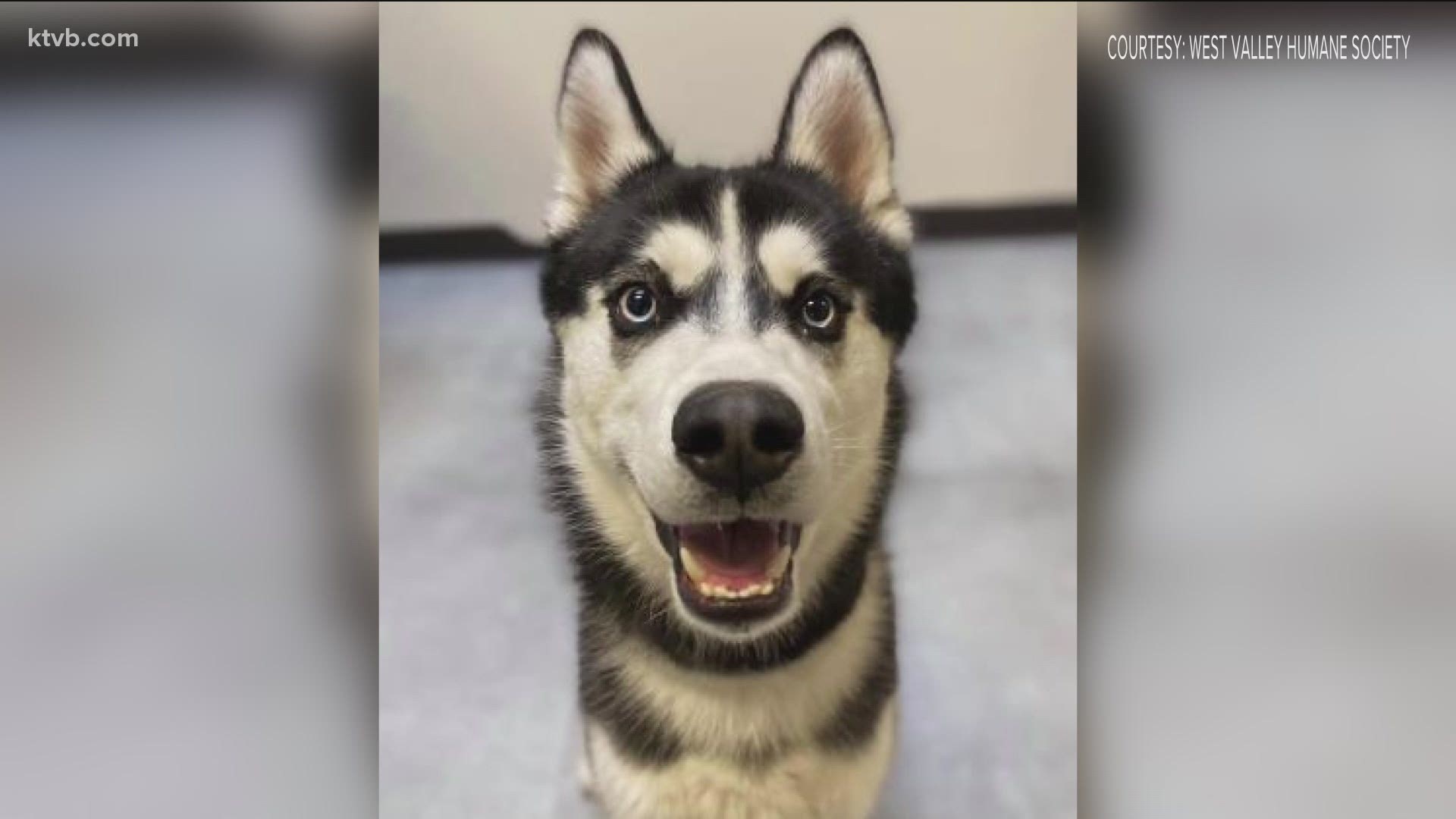 The shelter says they have enough huskies to fill out a dog sled team!