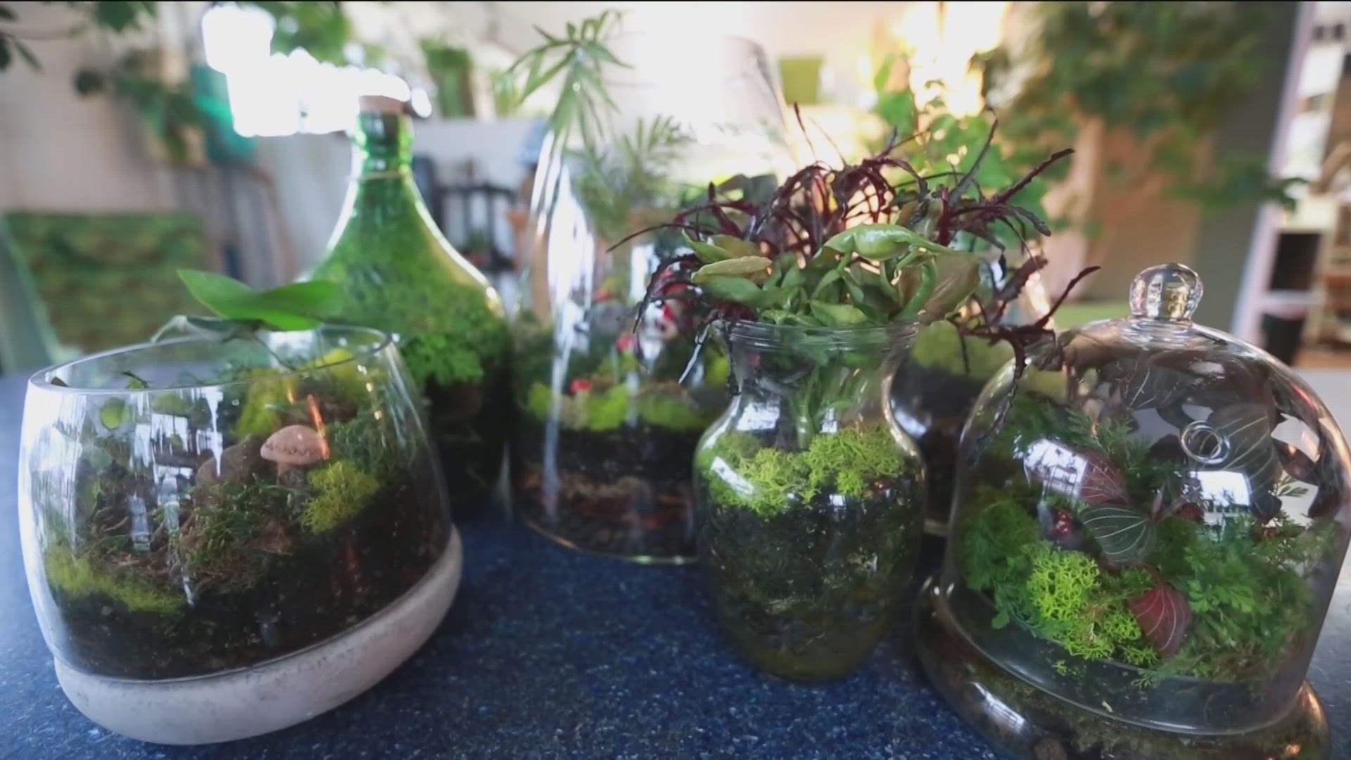 Terrarium Moss: The Secret to a Vibrant Terrarium