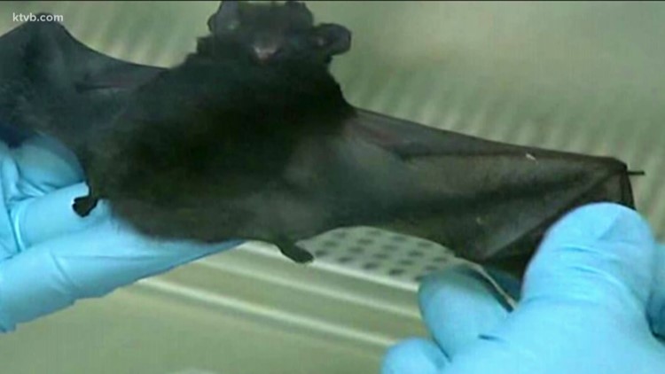 Rabid bat found in Bannock County