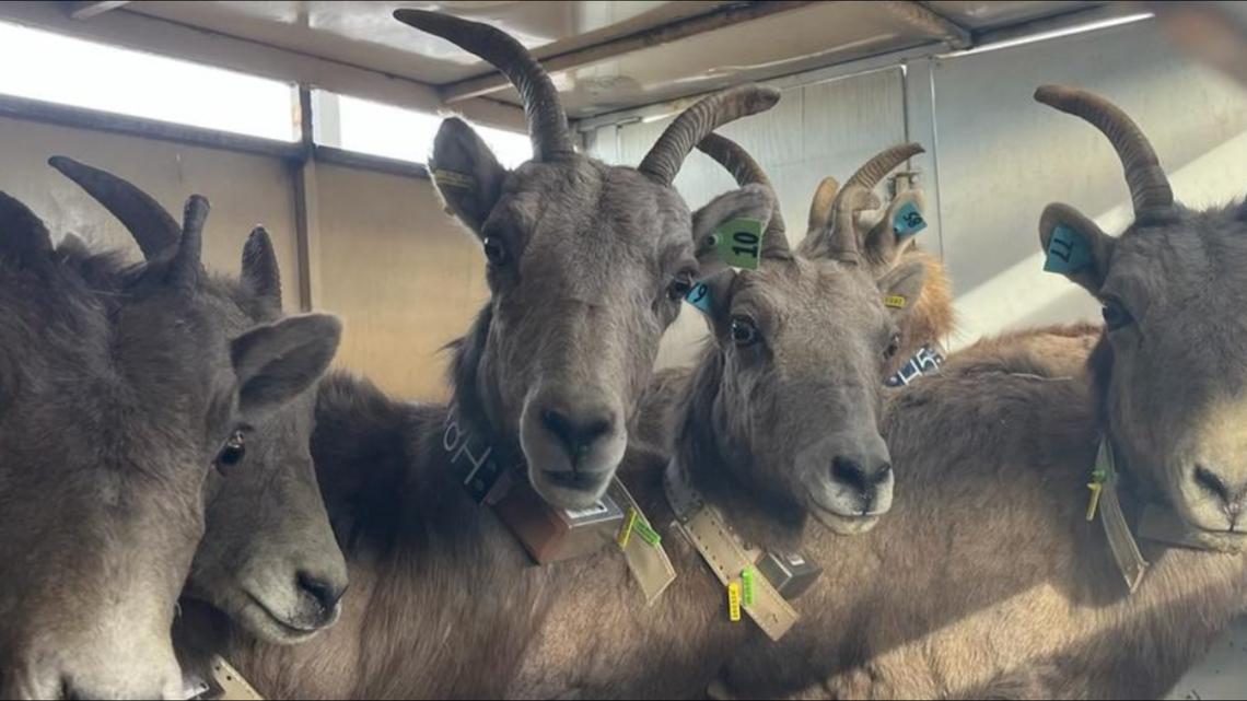 30 California bighorn sheep relocated to Owyhees to boost struggling herd