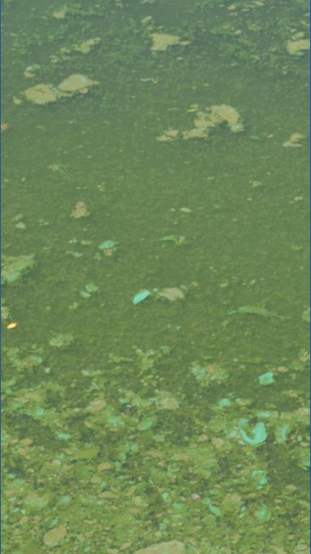 Idaho issues health advisory for Snake River Reservoirs due to toxic ...