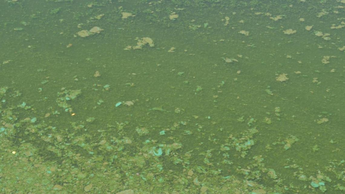 Idaho issues health advisory for Snake River Reservoirs due to toxic ...