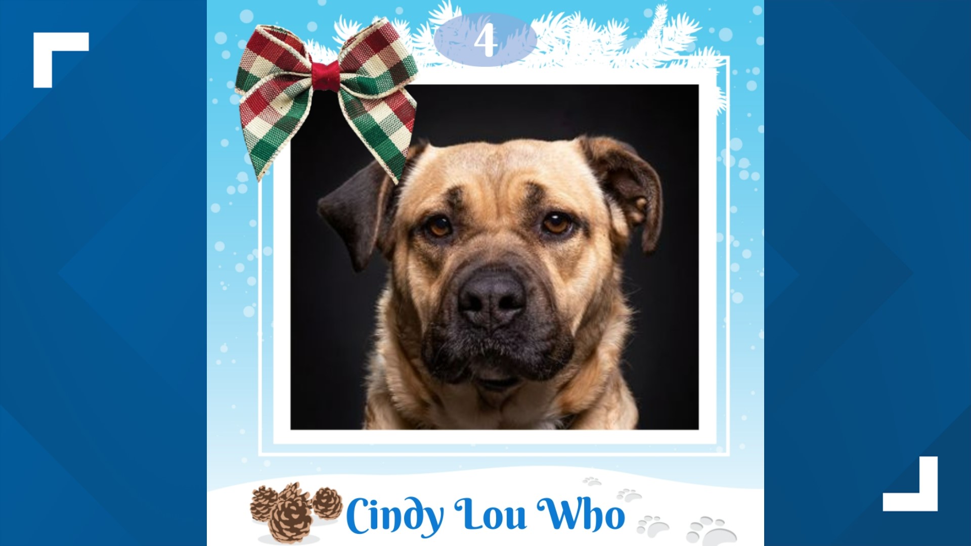 Cindy Lou Who is a female boxer mix hoping to find the perfect home for the holidays. The 2-year-old is up for adoption at the Idaho Humane Society.