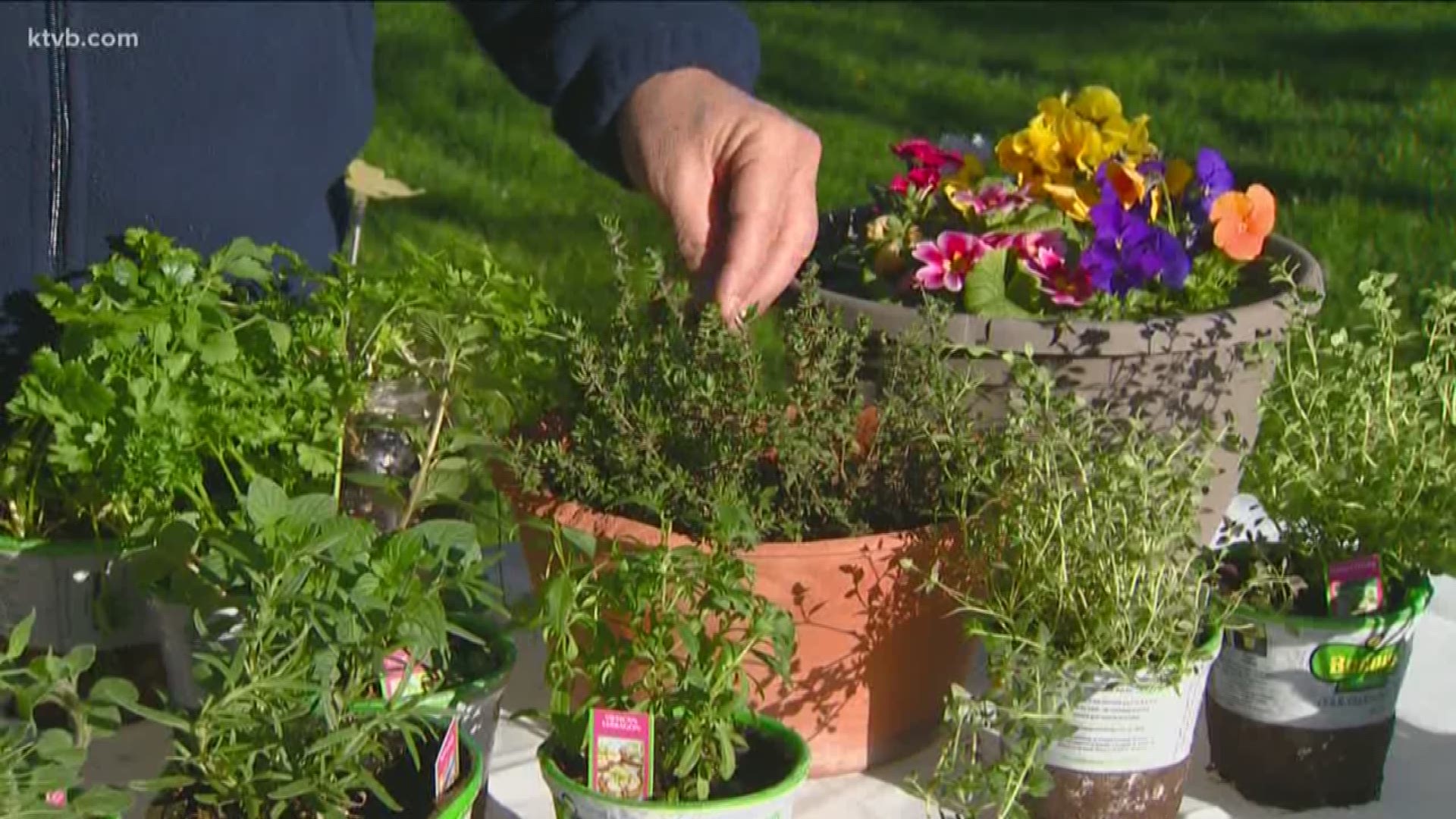 Garden master Jim Duthie shows us some of the popular herbs that you'll want to include in your garden.
