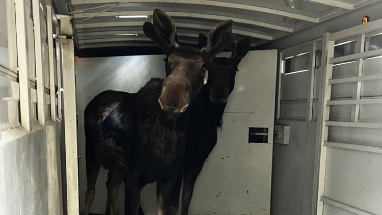 Idaho Fish and Game relocate two bull moose