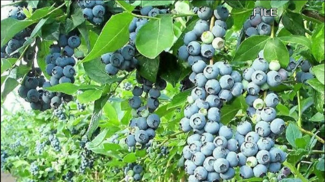 You Can Grow It Planting blueberries