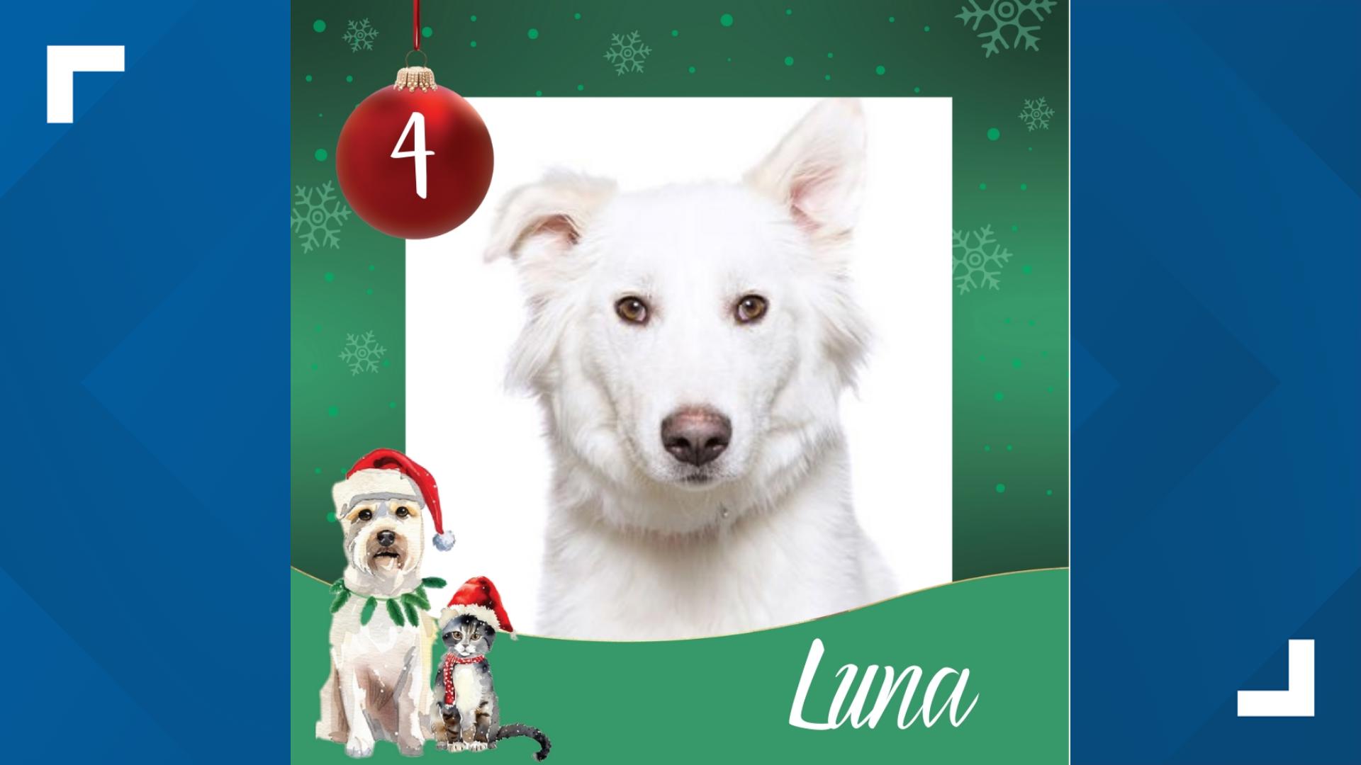 Meet Luna - a queen after your heart. She does need to be the only pet, as she doesn't get along well with other animals.