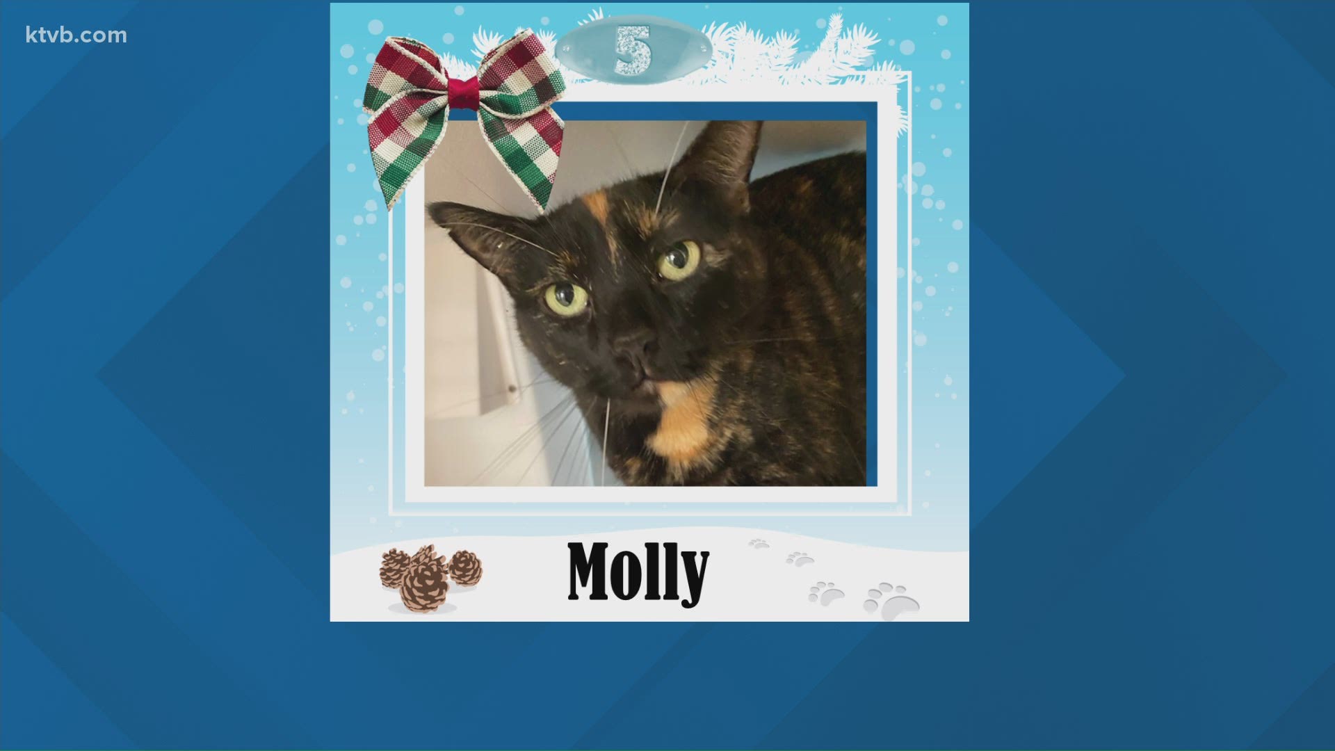 Molly is a cat in need of a home.