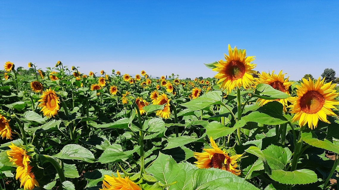 Sunflowers in September at Linder Farms in Meridian, Idaho