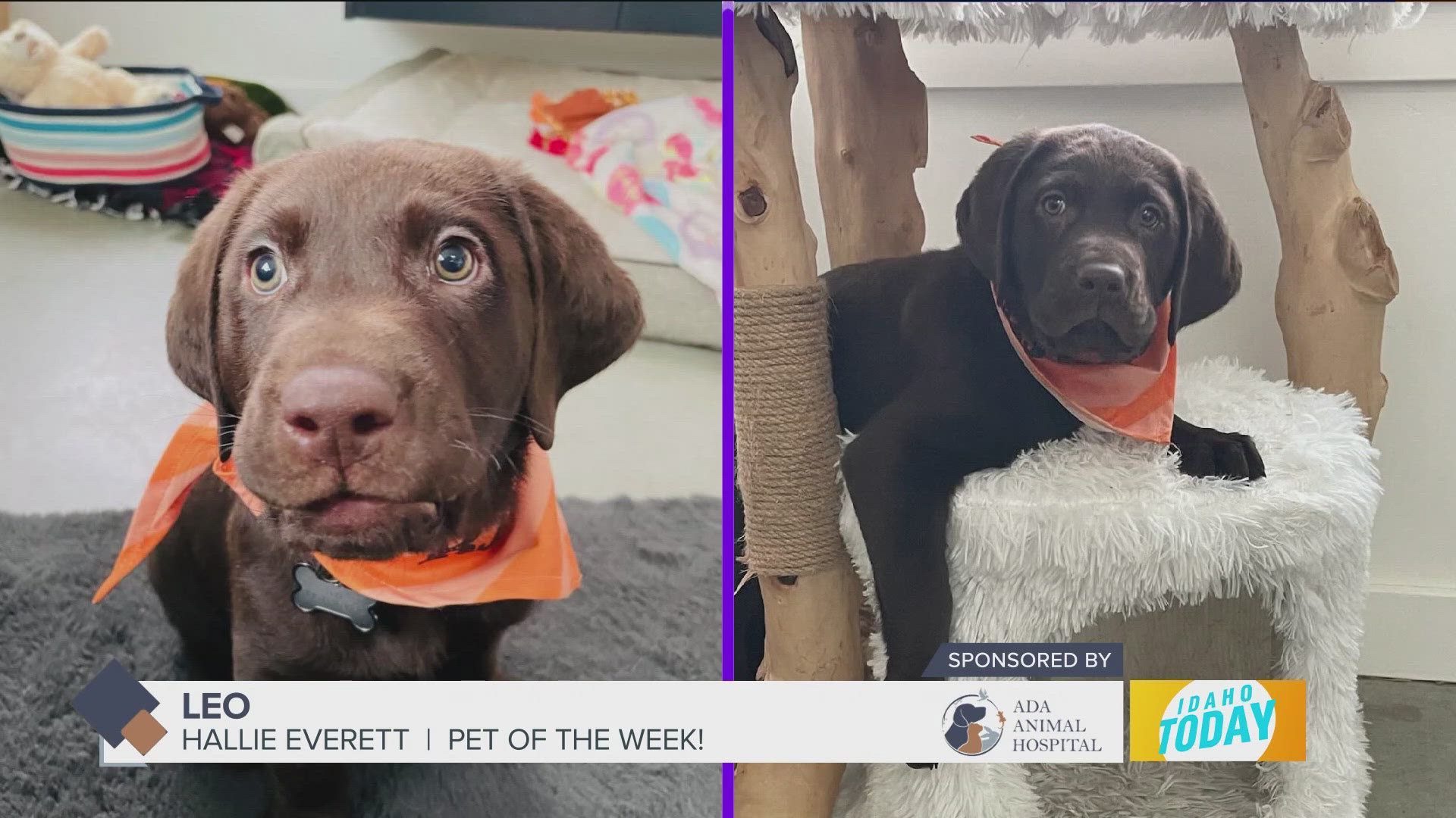 Pet of the Week: Leo the puppy, of course