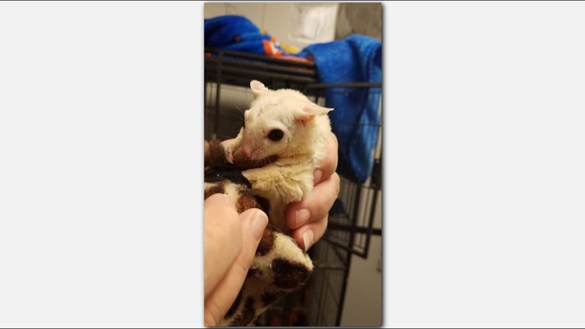 Sugar gliders turned in to Idaho Humane Society