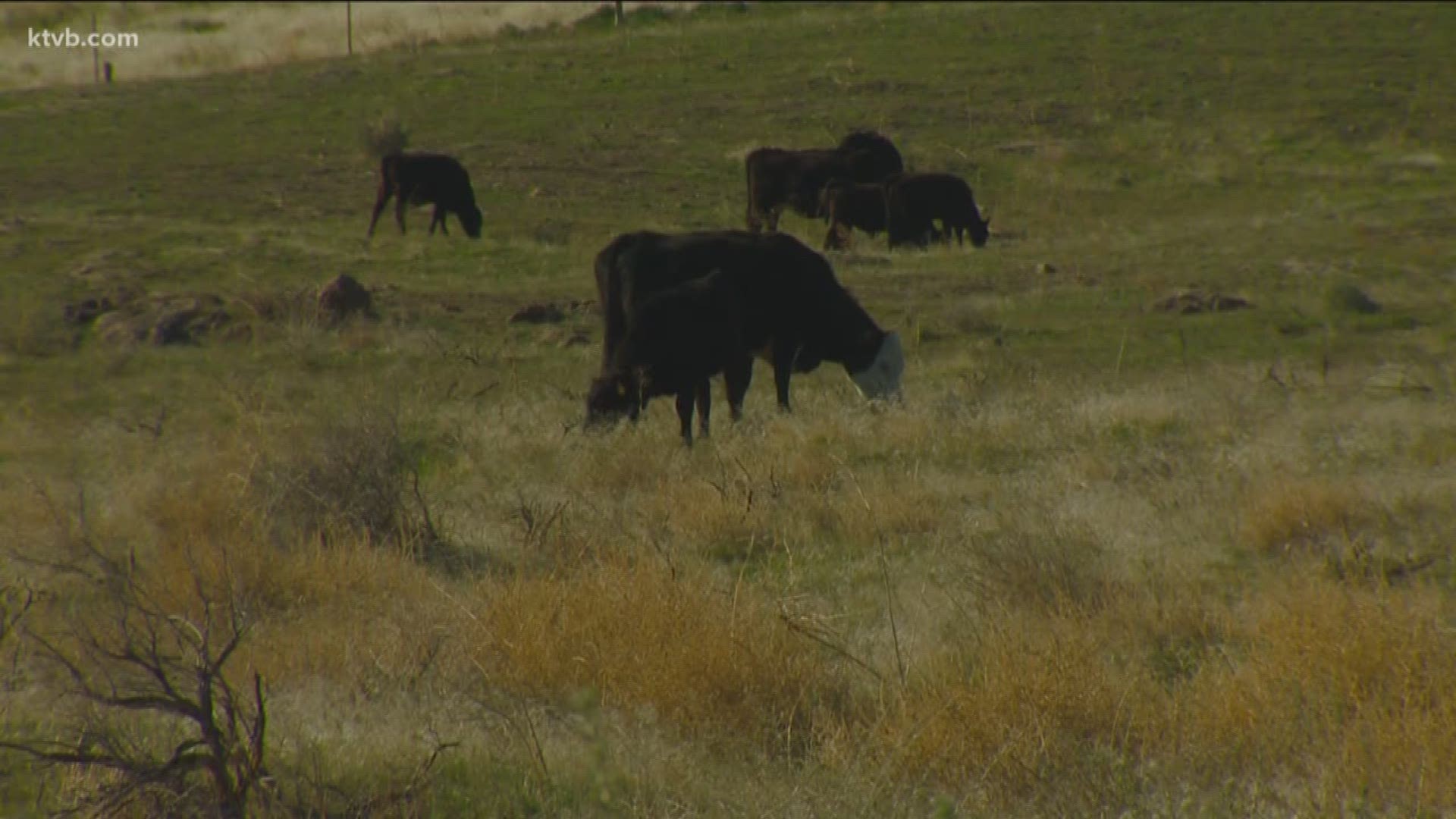 The federal agency is using the cattle to create fuel breaks.