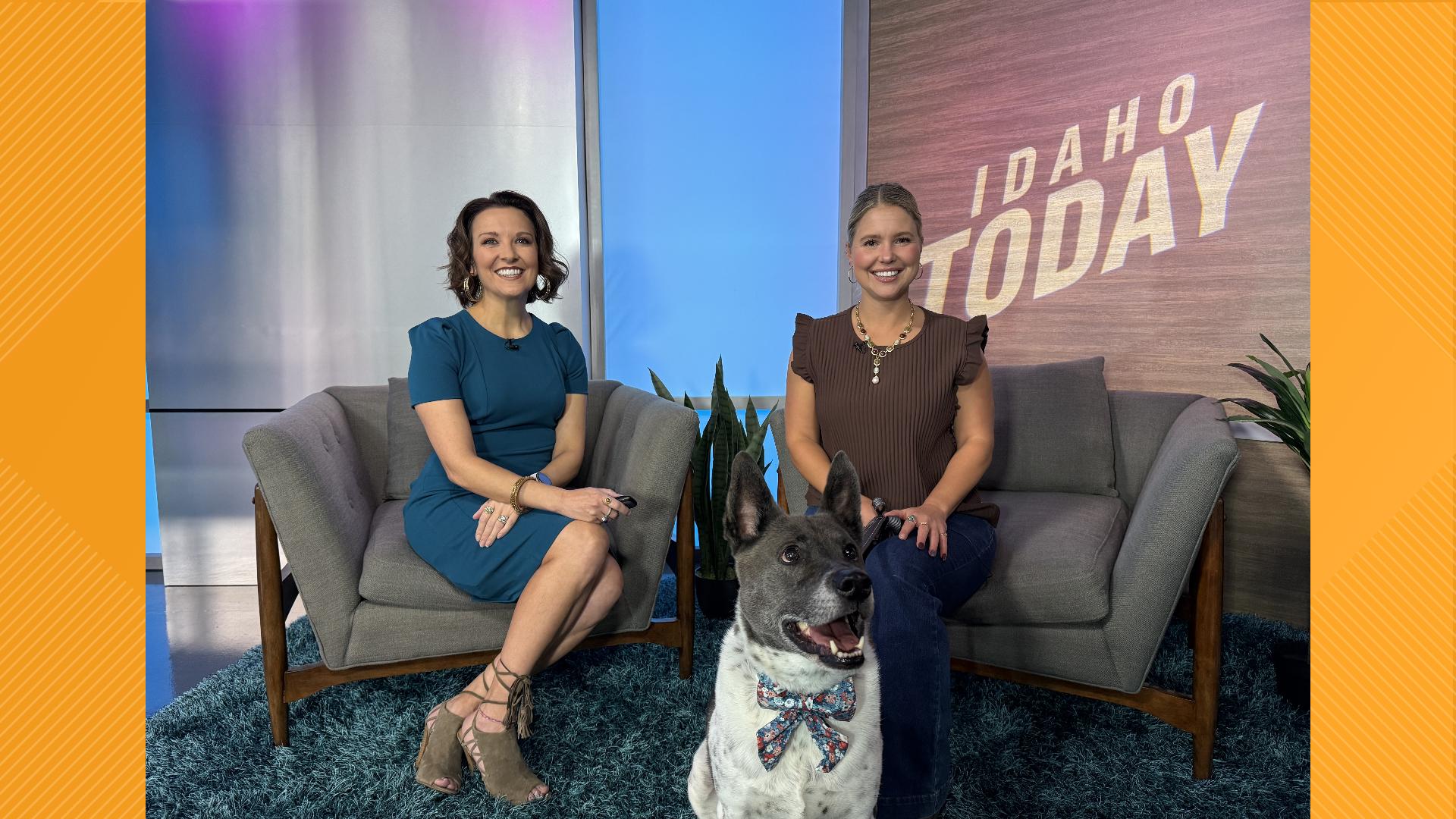 Anubis likes to play fetch and go on walks, of course