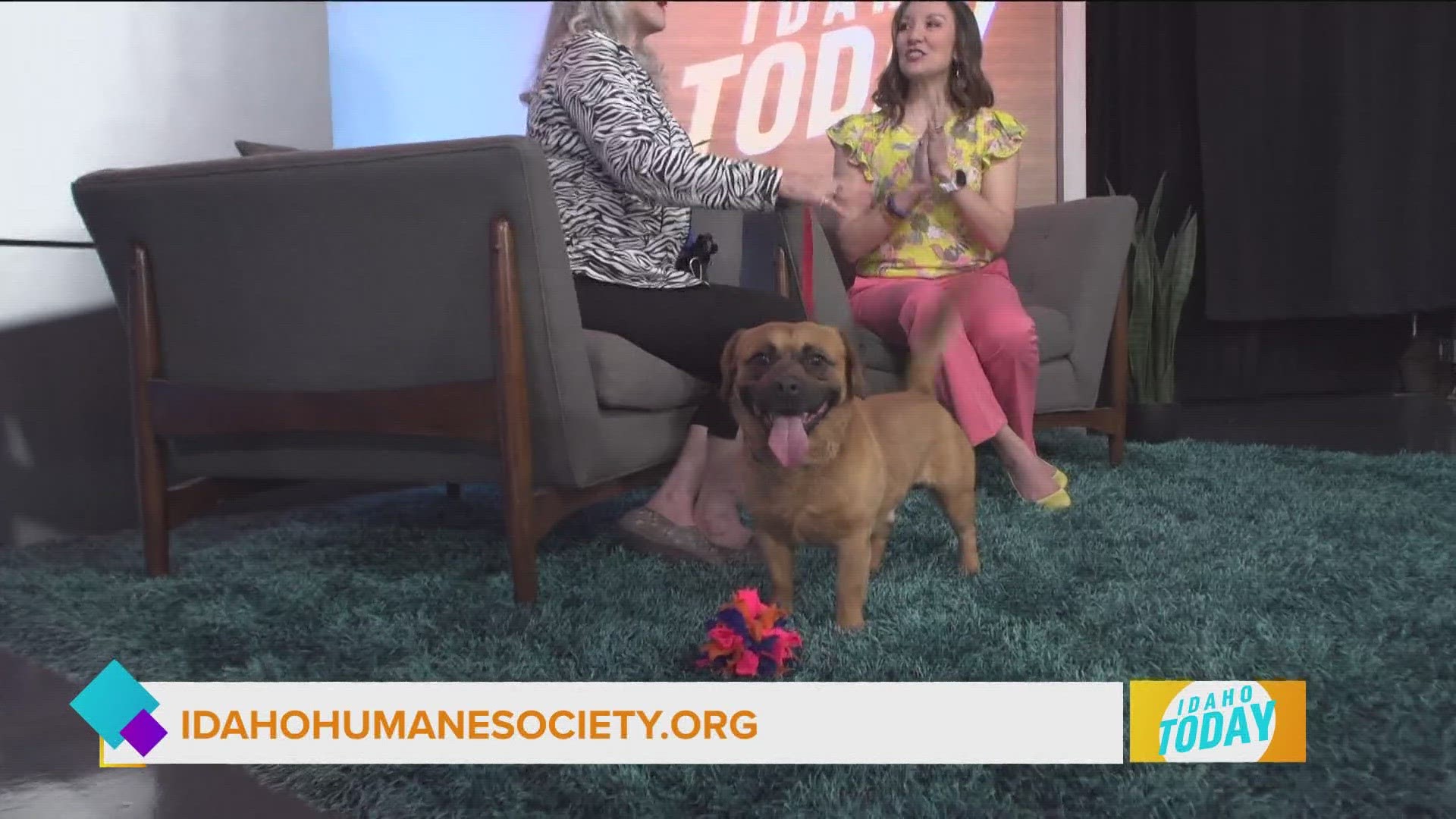 Get to know happy-go-lucky Chuck from the Idaho Humane Society.