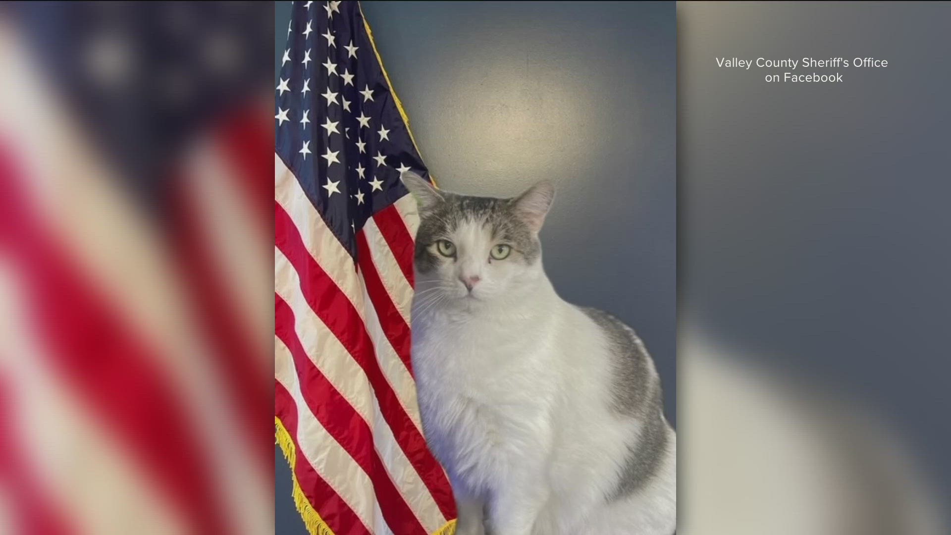 Dep. Chunky Monkey has served in the county for one year, so he's just scratching the surface. The office said he has a craving for belly rubs, snacks and catnip.