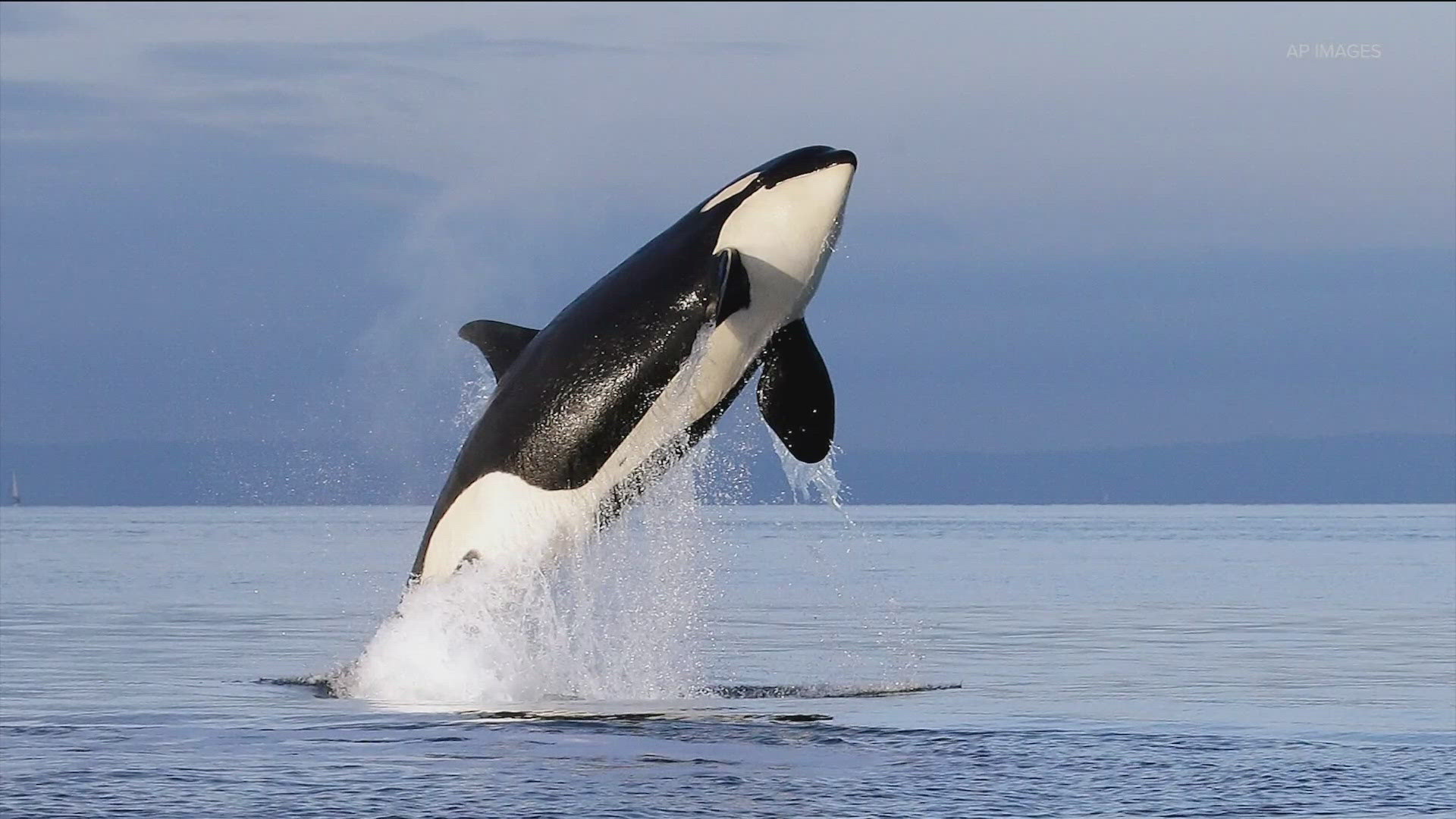 Reporters examine the factors impacting the health of Southern Resident orcas, what’s being done to help them, and what it will take to save a symbol of the region.