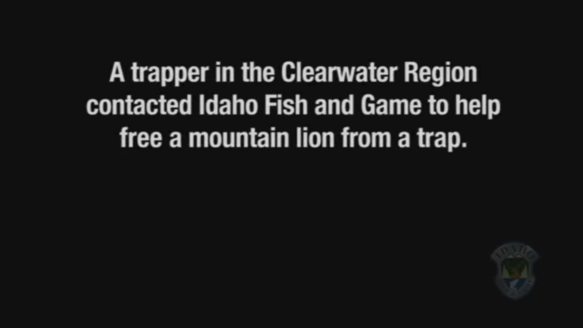 Watch Idaho Fish and Game officers free mountain lion from trap