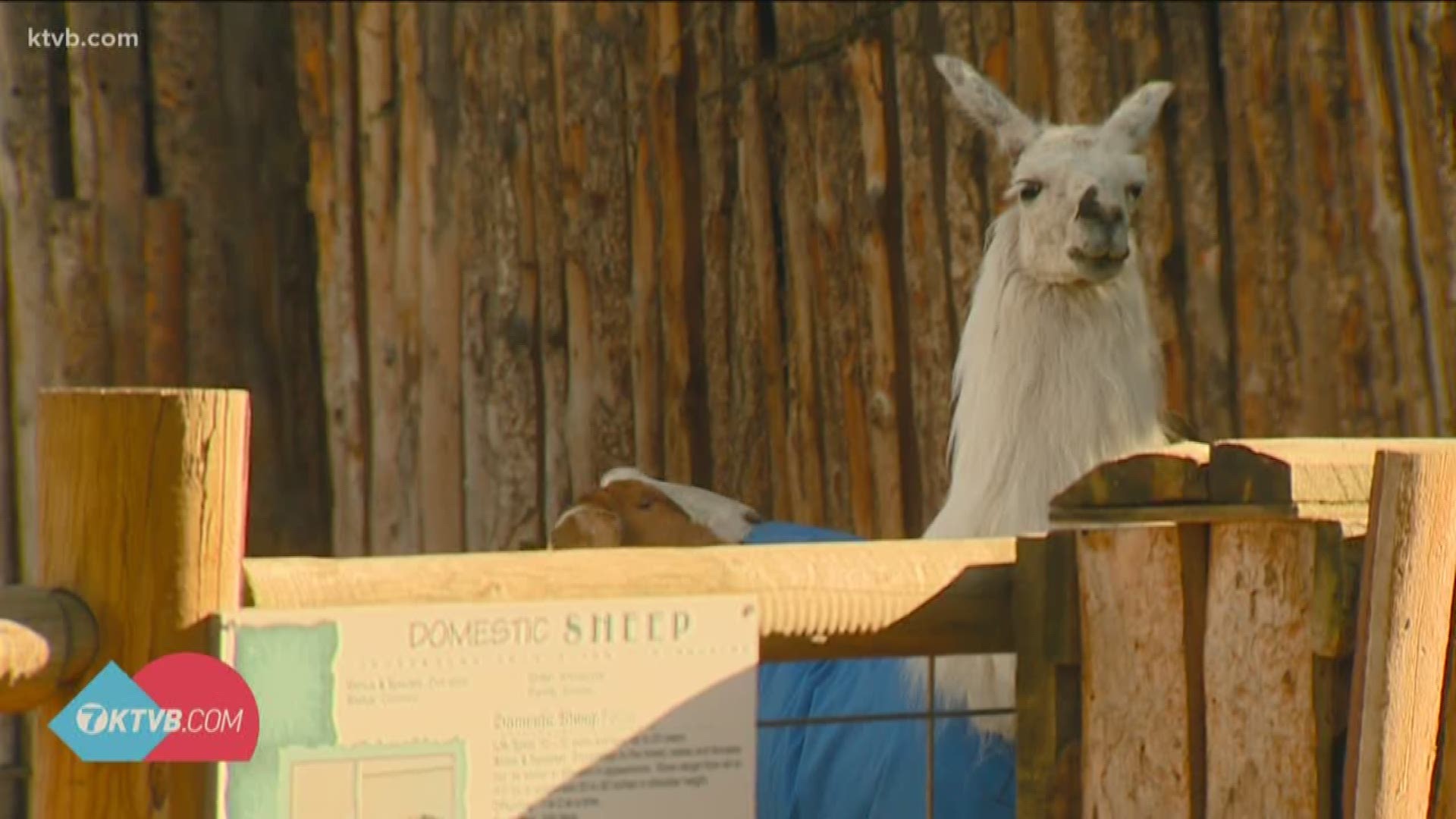 Dean Martin has been at Zoo Boise since 2003 in the farm exhibit. The llama had to be euthanized after his health faded.