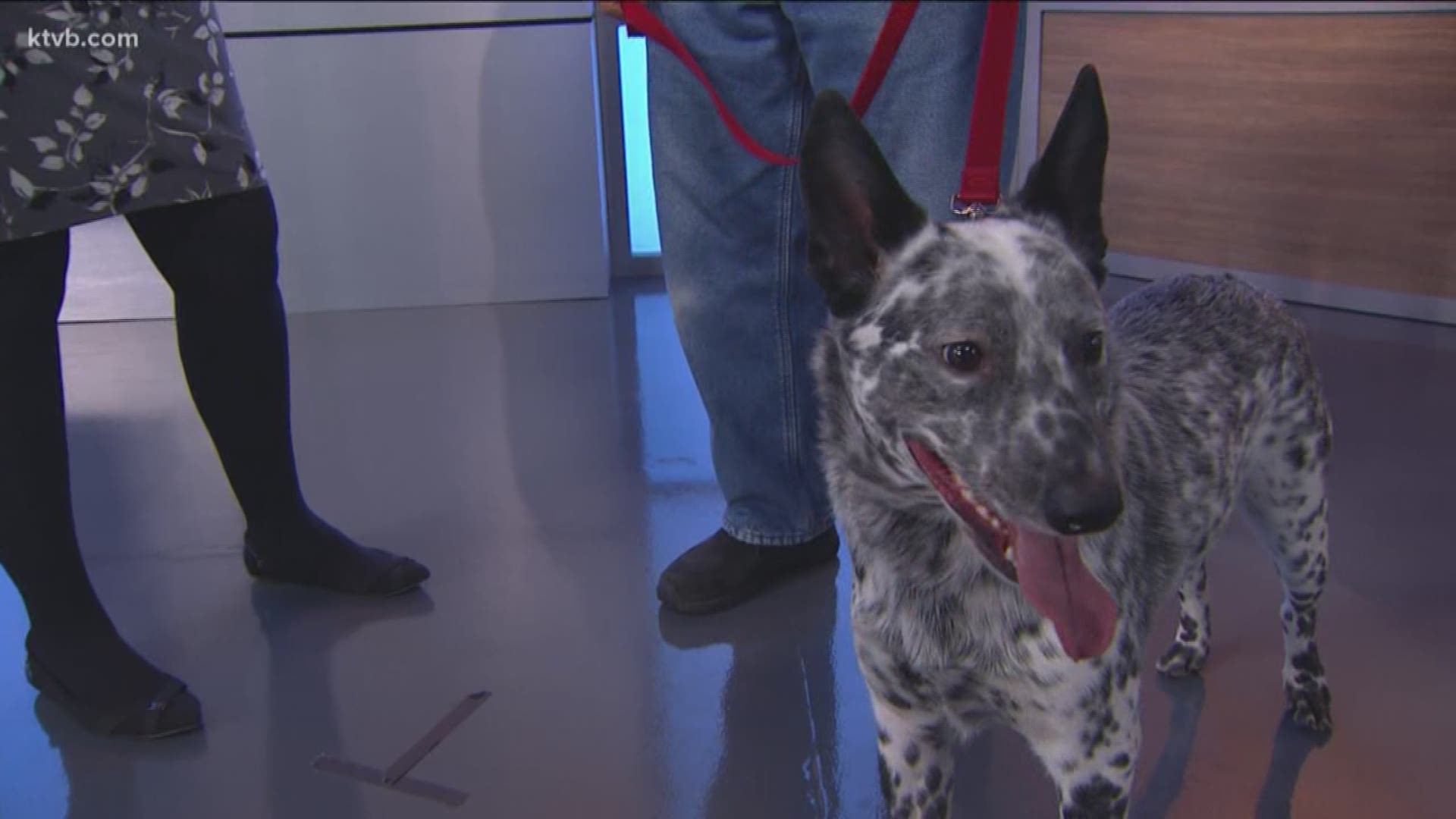 Momo is an Australian cattle dog looking for his forever home.