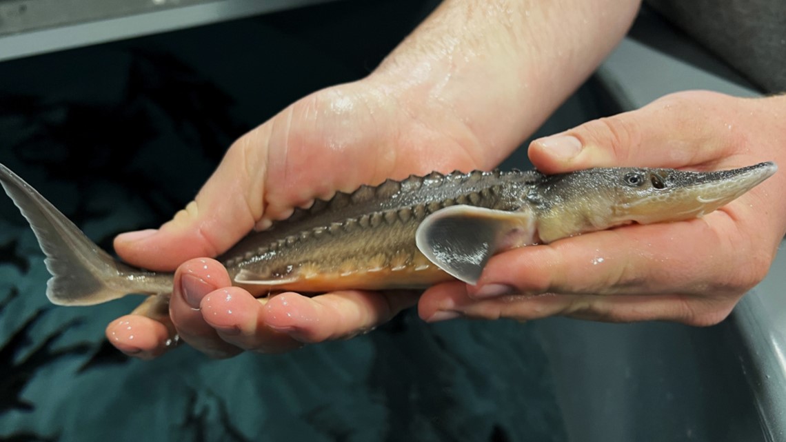 Hatchery white sturgeon to be stocked in Snake River soon