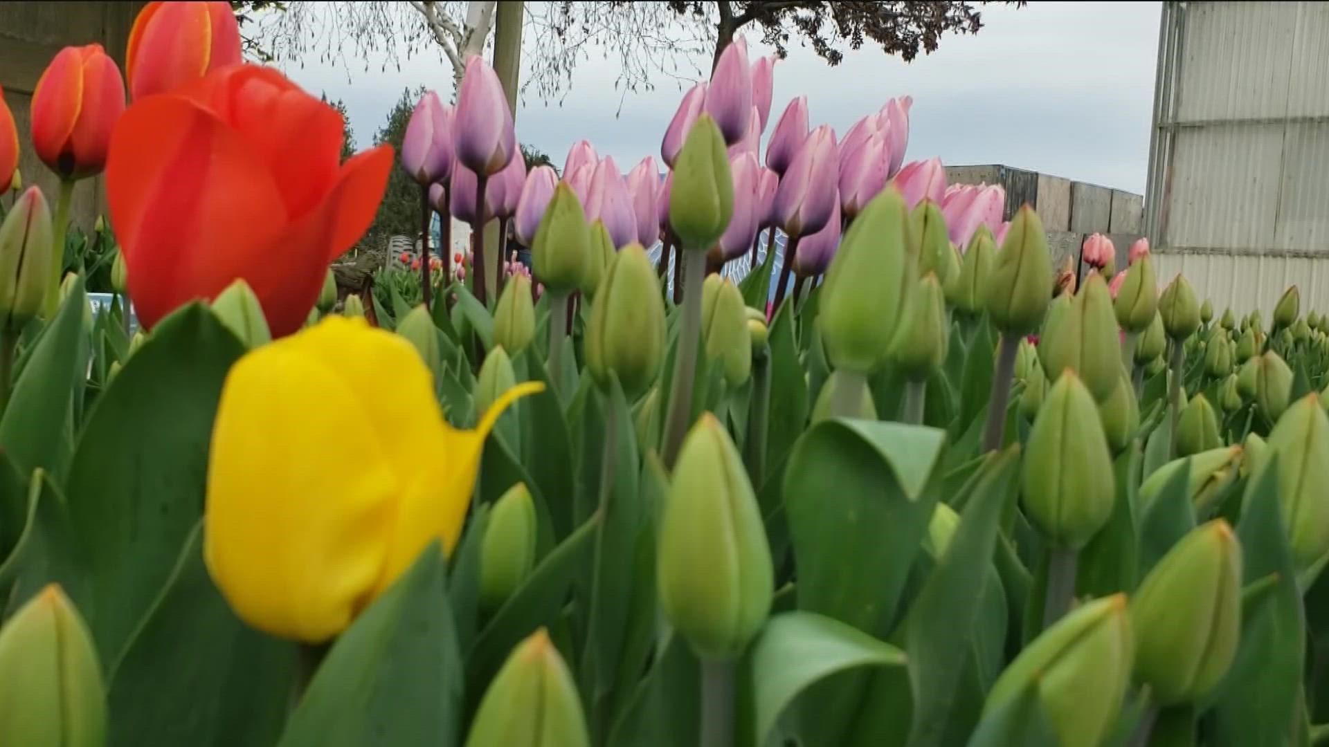 Friends of Ethan Chapin are planting a living memorial