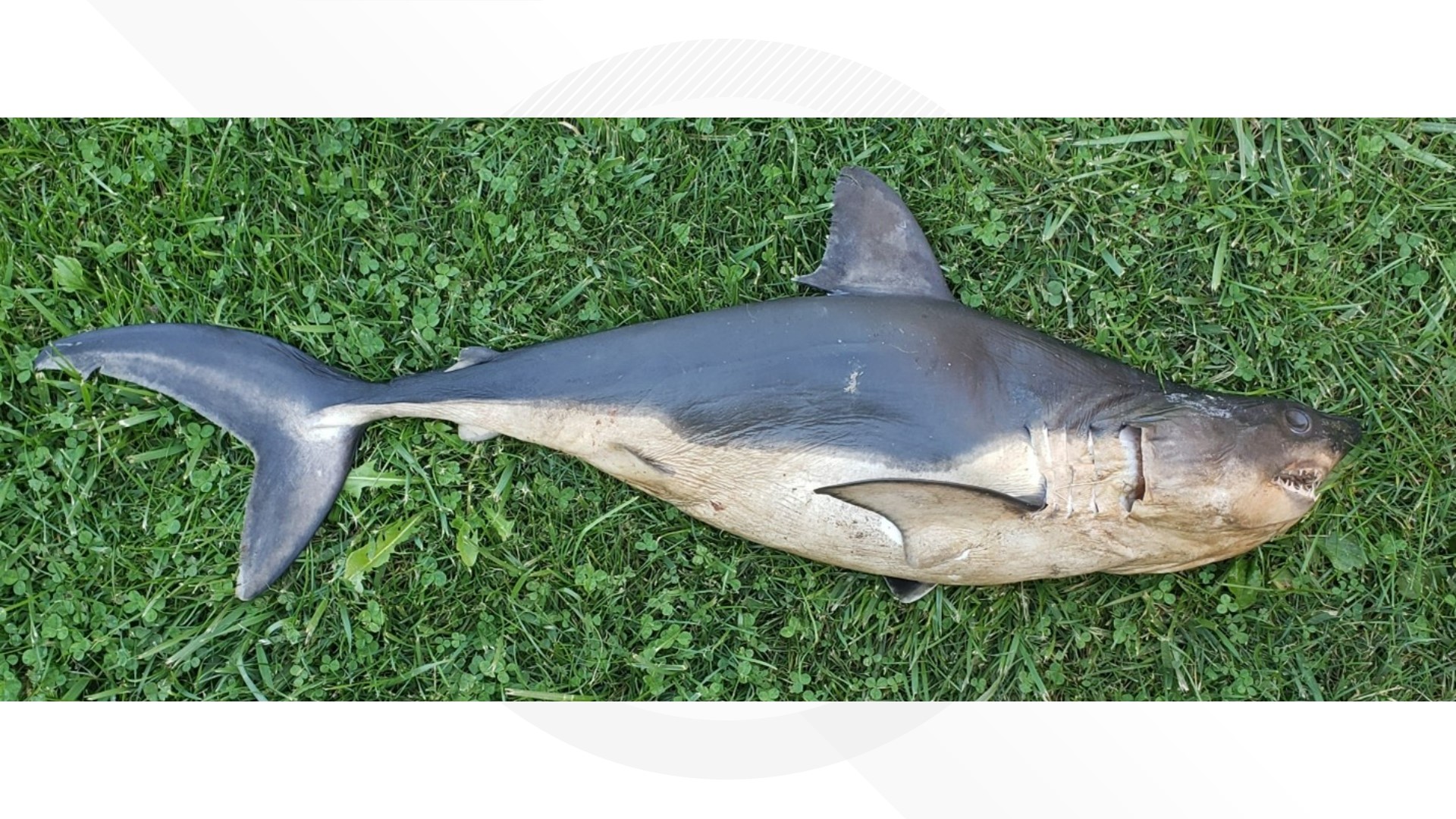 Salmon shark found in Idaho river likely a prank | ktvb.com