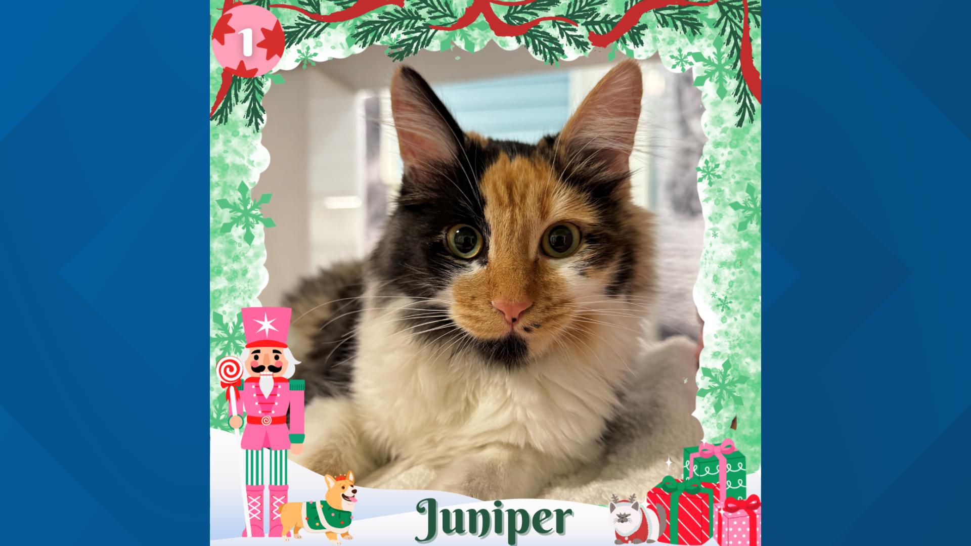 This 5-month-old ball of fur is ready to bring joy to your household this holiday season!
