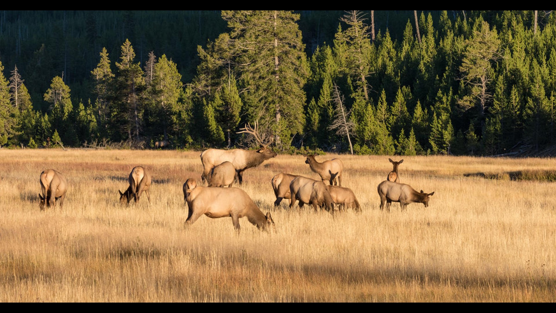 family members convicted illegal poaching | ktvb.com