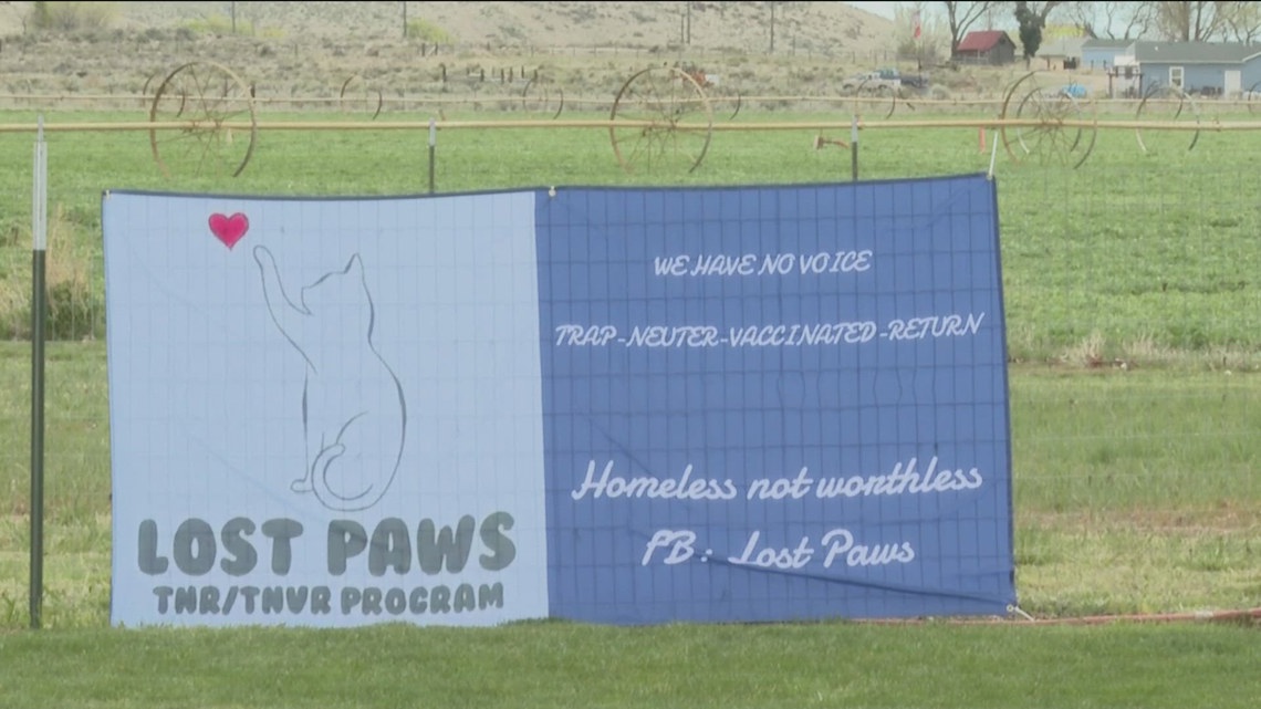 ‘We are heartbroken’: Nonprofit feral cat program faces opposition from Mountain Home city officials