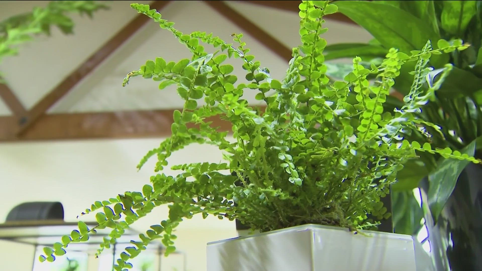 KTVB's Jim Duthie takes a trip to Greenscapes Boutique in Boise to get an idea of the wide variety of beautiful plants you might consider growing in your own home.