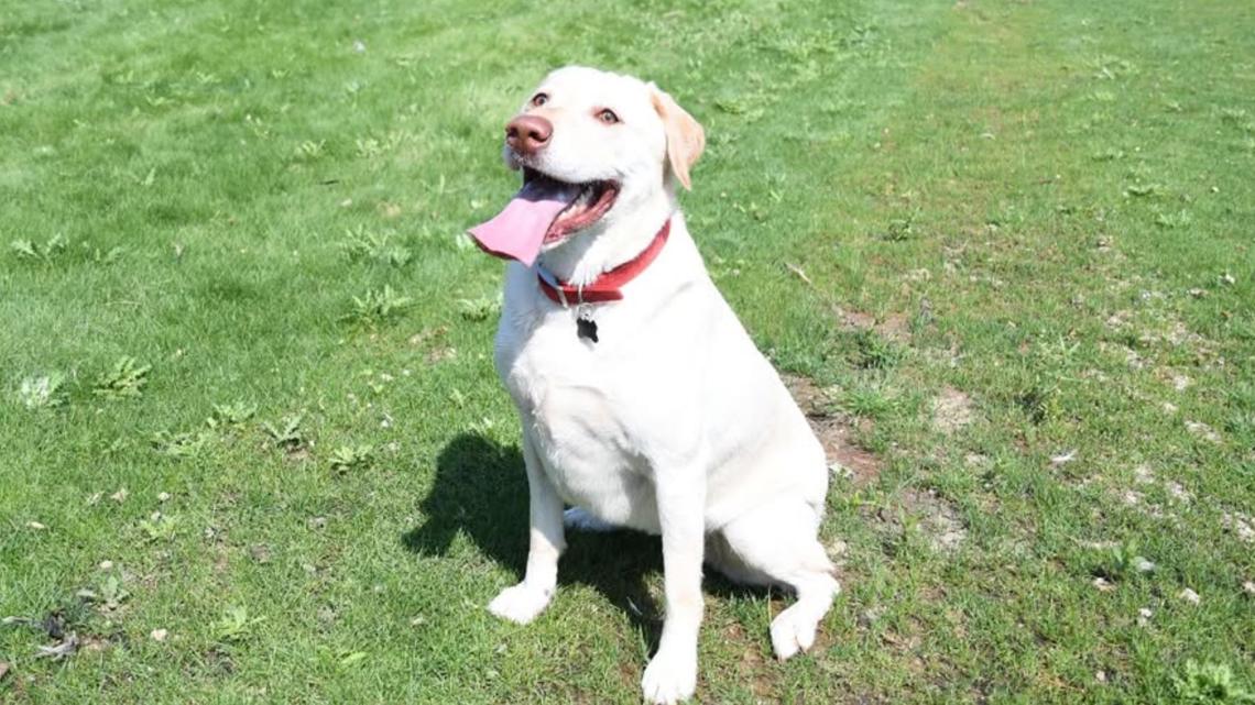 Boise to 'let the dogs out' as seasonal off-leash program returns