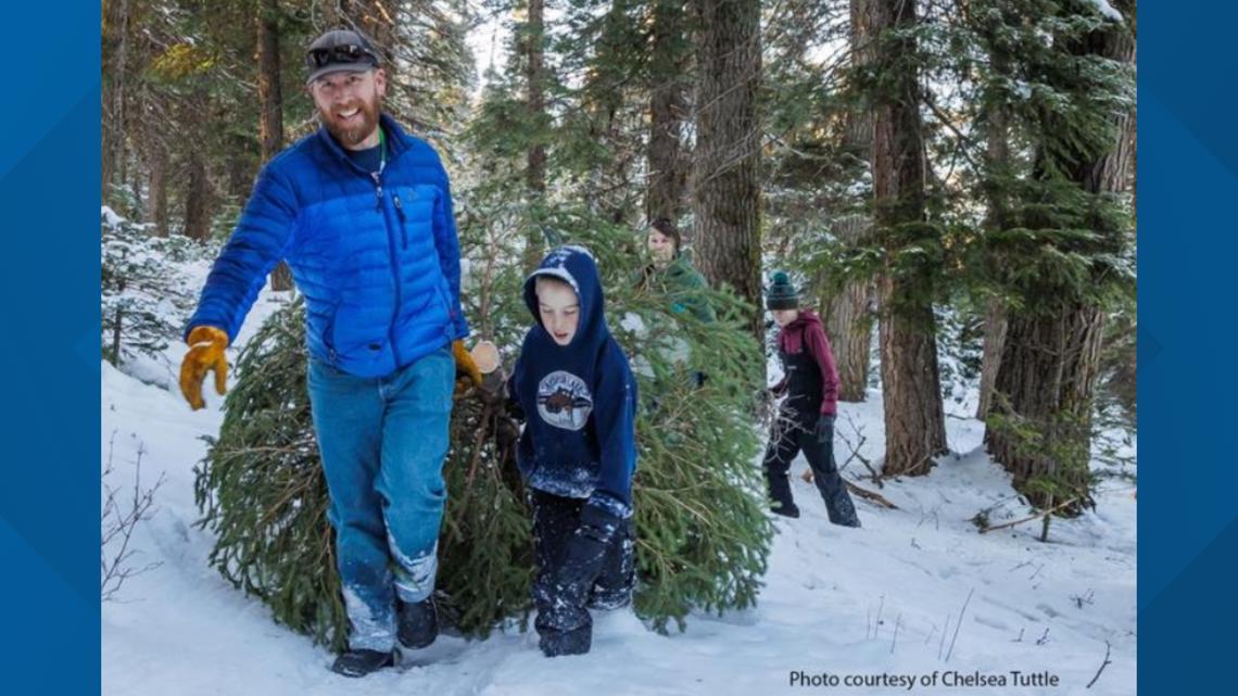 Montana forest service christmas tree permits